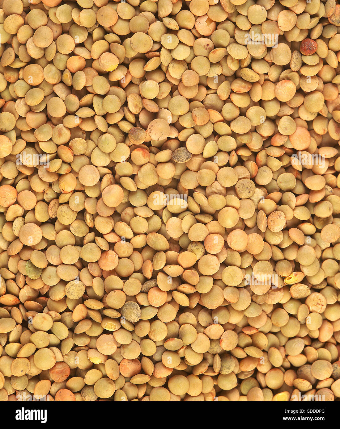 French Blond Lentils from Saint Flour, lens esculenta Stock Photo