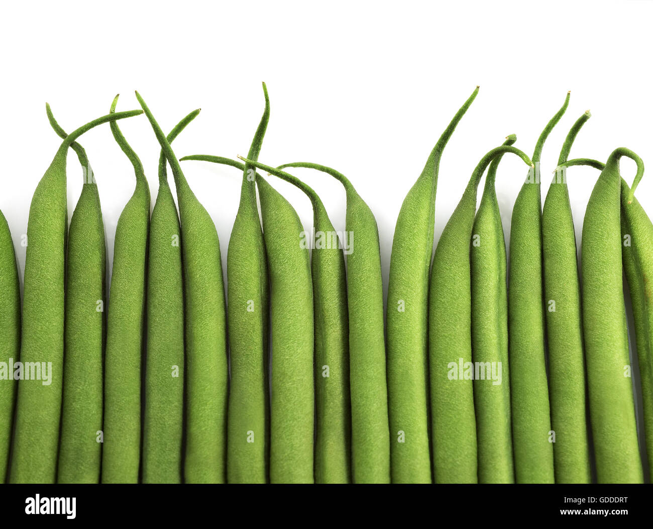 GREEN BEANS OR FRENCH BEANS phaseolus vulgaris AGAINST WHITE BACKGROUND Stock Photo Alamy