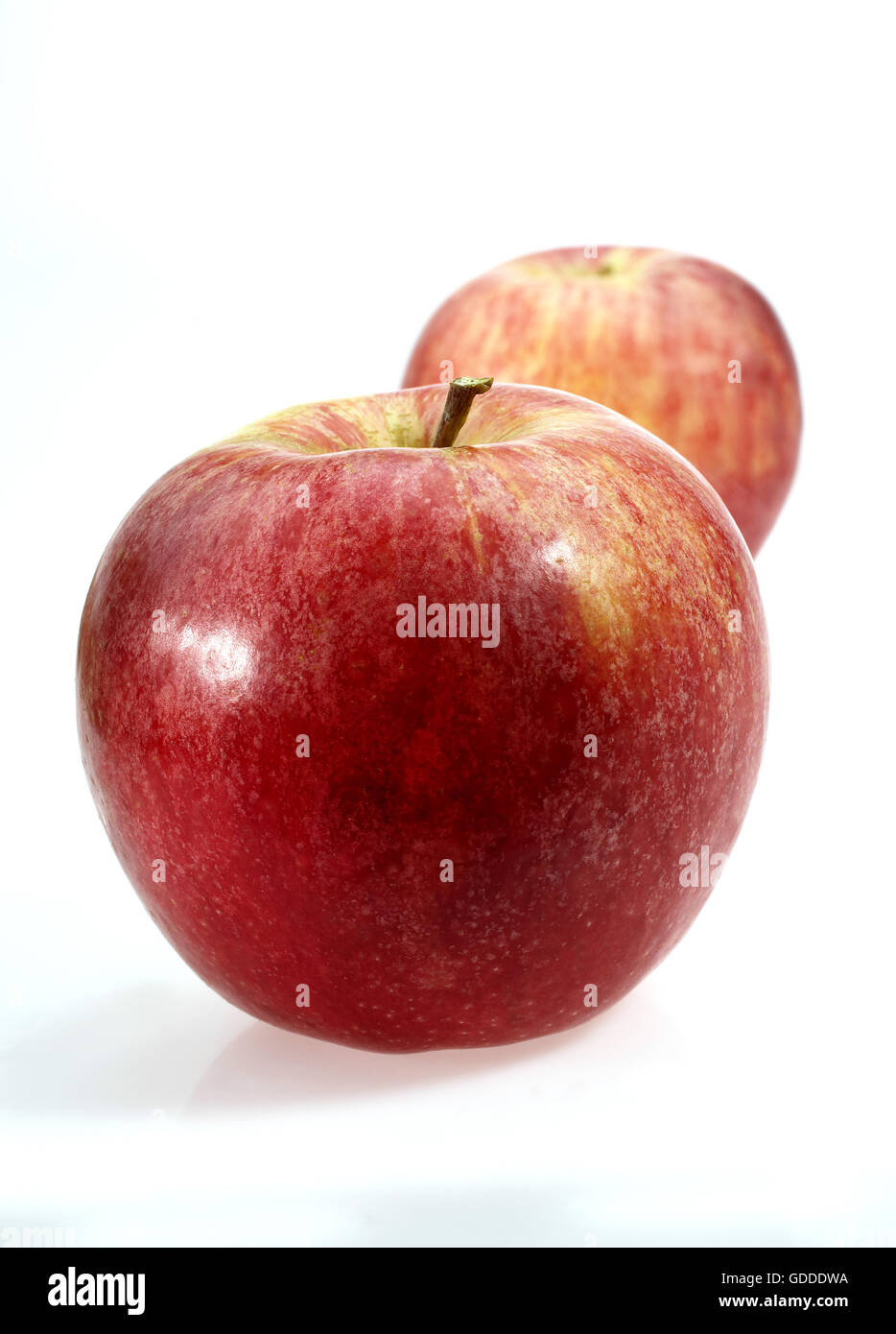 https://c8.alamy.com/comp/GDDDWA/royal-gala-apple-malus-domestica-fruits-against-white-background-GDDDWA.jpg