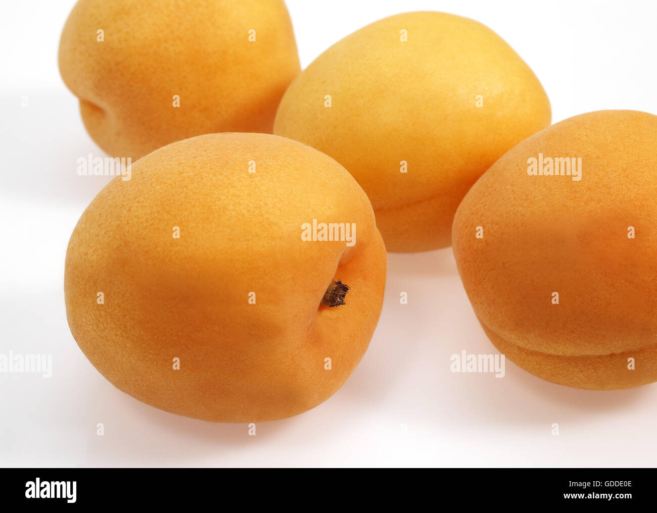 Apricots, prunus armeniaca against White Background Stock Photo