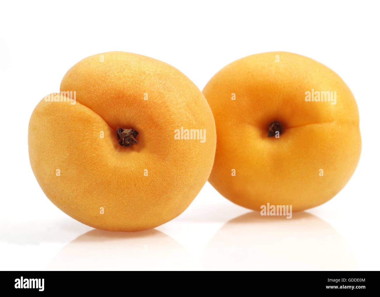 Apricots, prunus armeniaca against White Background Stock Photo