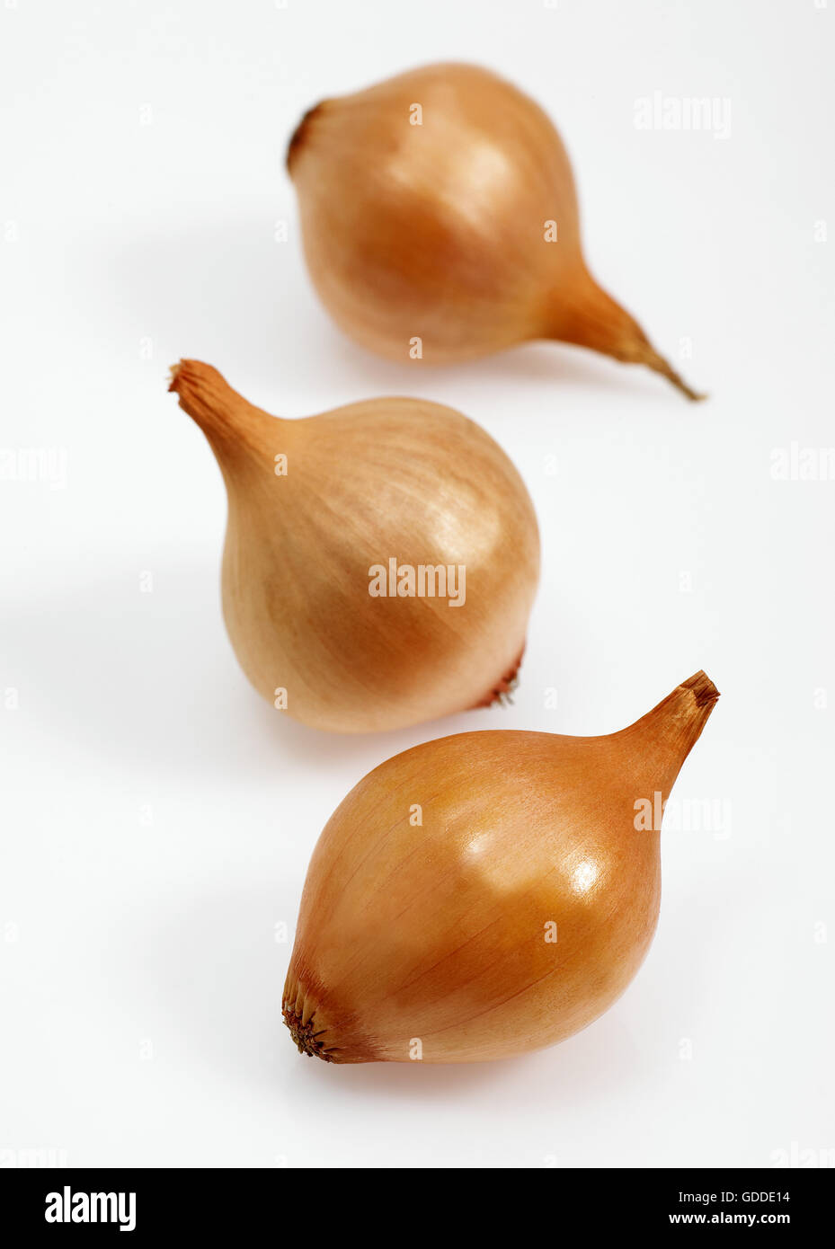 French Onions Called Grelot, allium cepa against White Background Stock