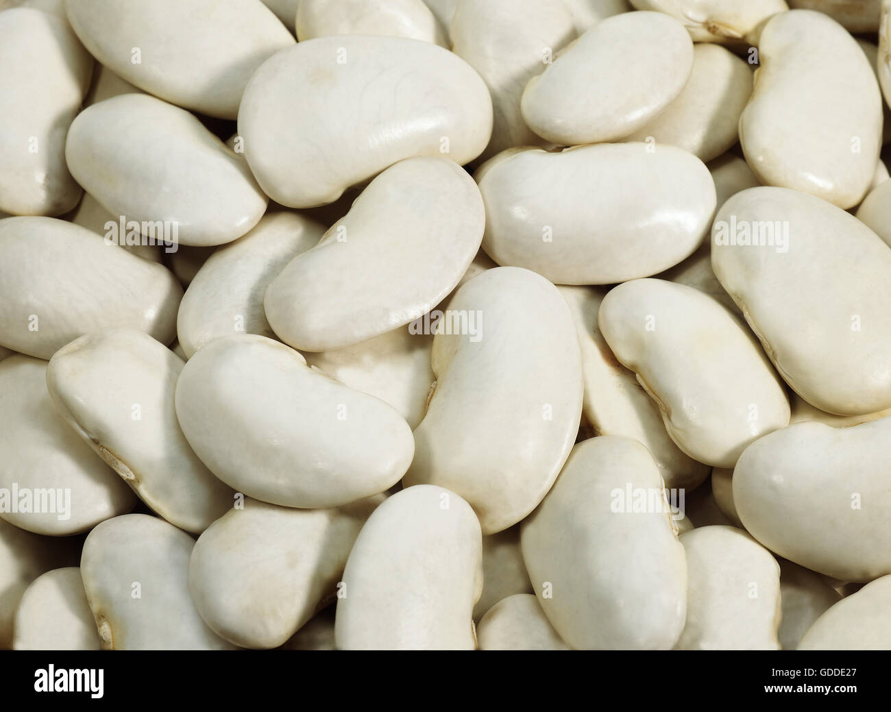 French Soissons Beans, phaseolus vulgaris Stock Photo