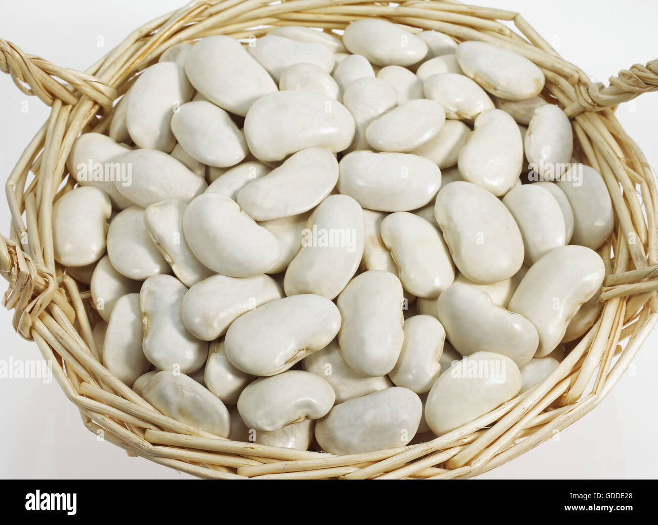 French Beans called Soissons Beans, phaseolus vulgaris against White  Background Stock Photo - Alamy
