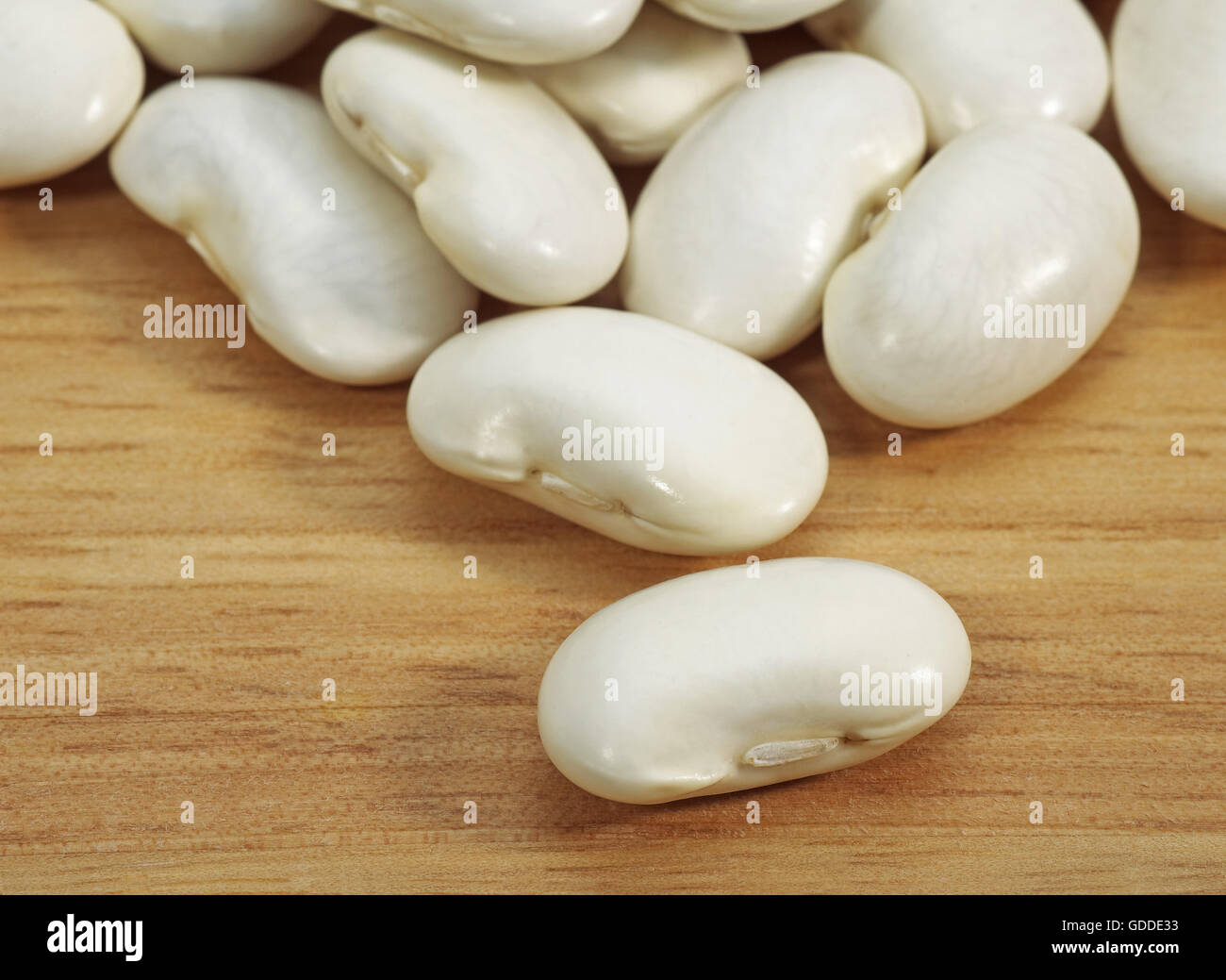 French Soissons Beans, phaseolus vulgaris Stock Photo