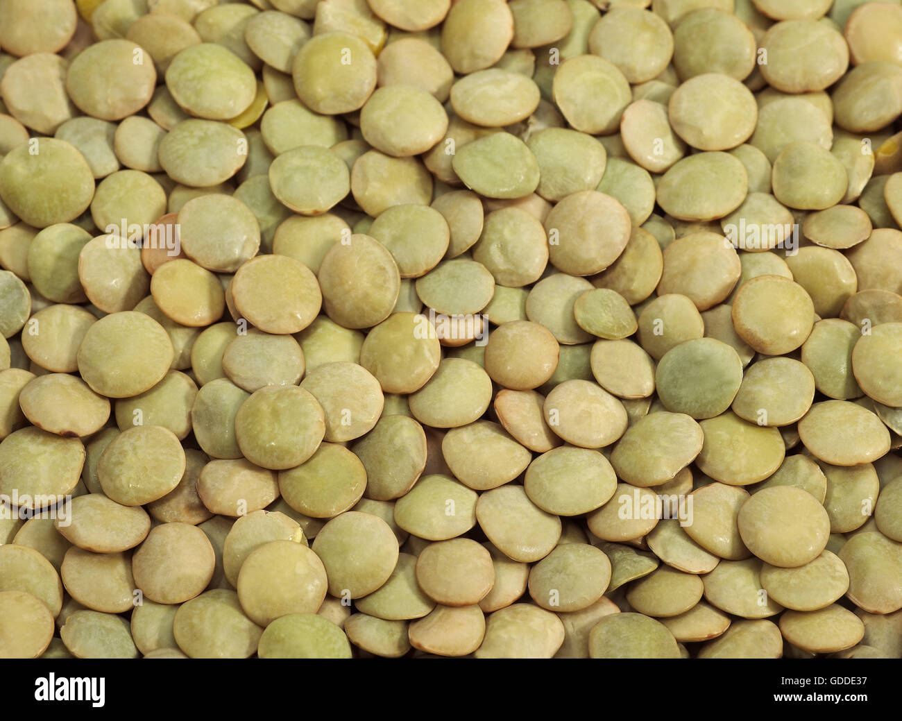 French Lentils called Saint Flour Blond Lentils, lens esculenta Stock Photo