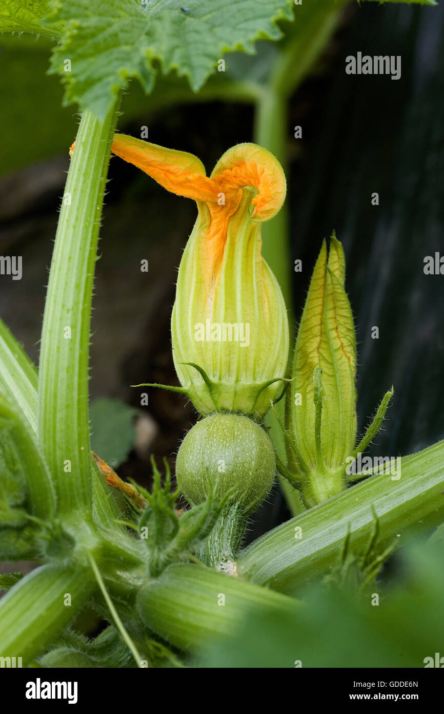 Flower of Zucchini, cucurbita pepo at Vegetable Garden Stock Photo