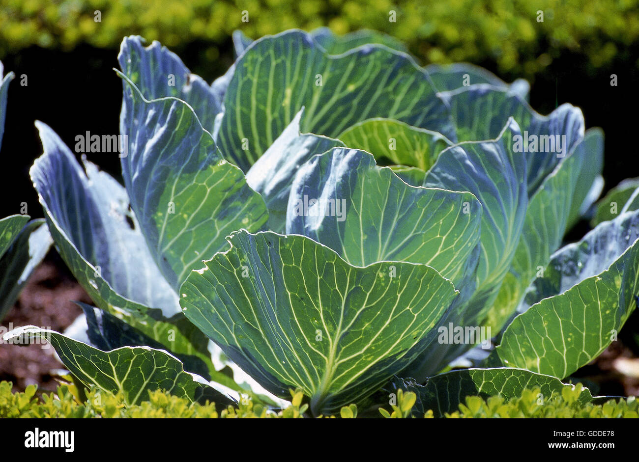 Castello Cabbage, brassica oleracea Stock Photo