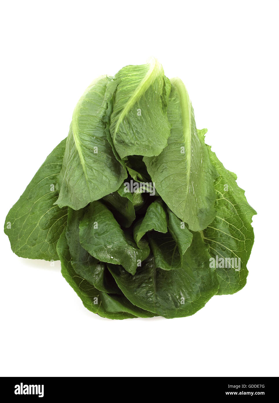 Romana Salad, lactuca sativa against White Background Stock Photo