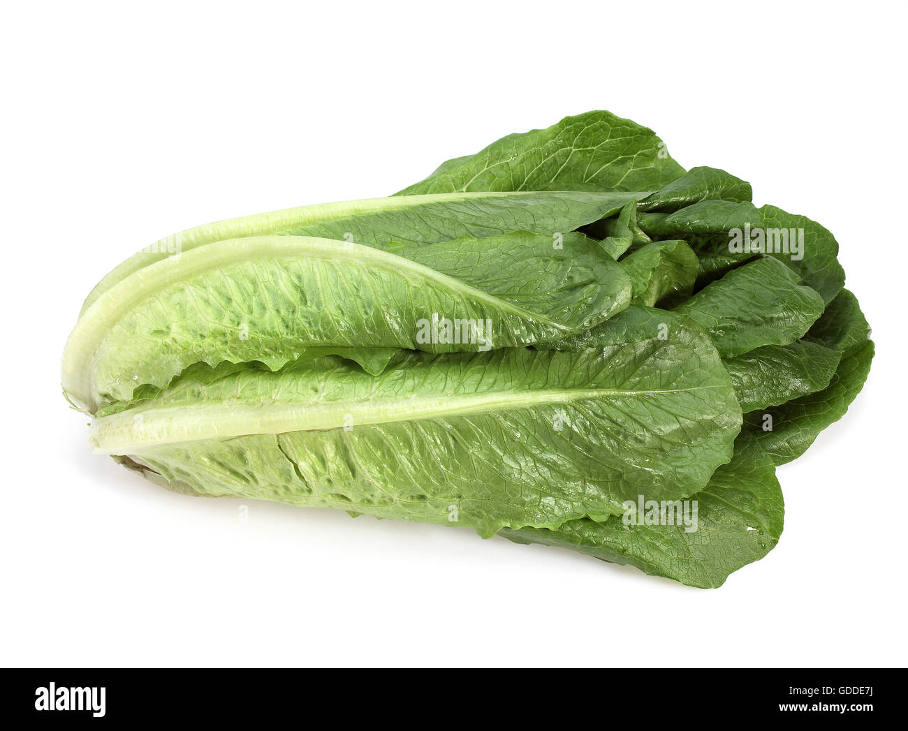 Romana Salad, lactuca sativa against White Background Stock Photo