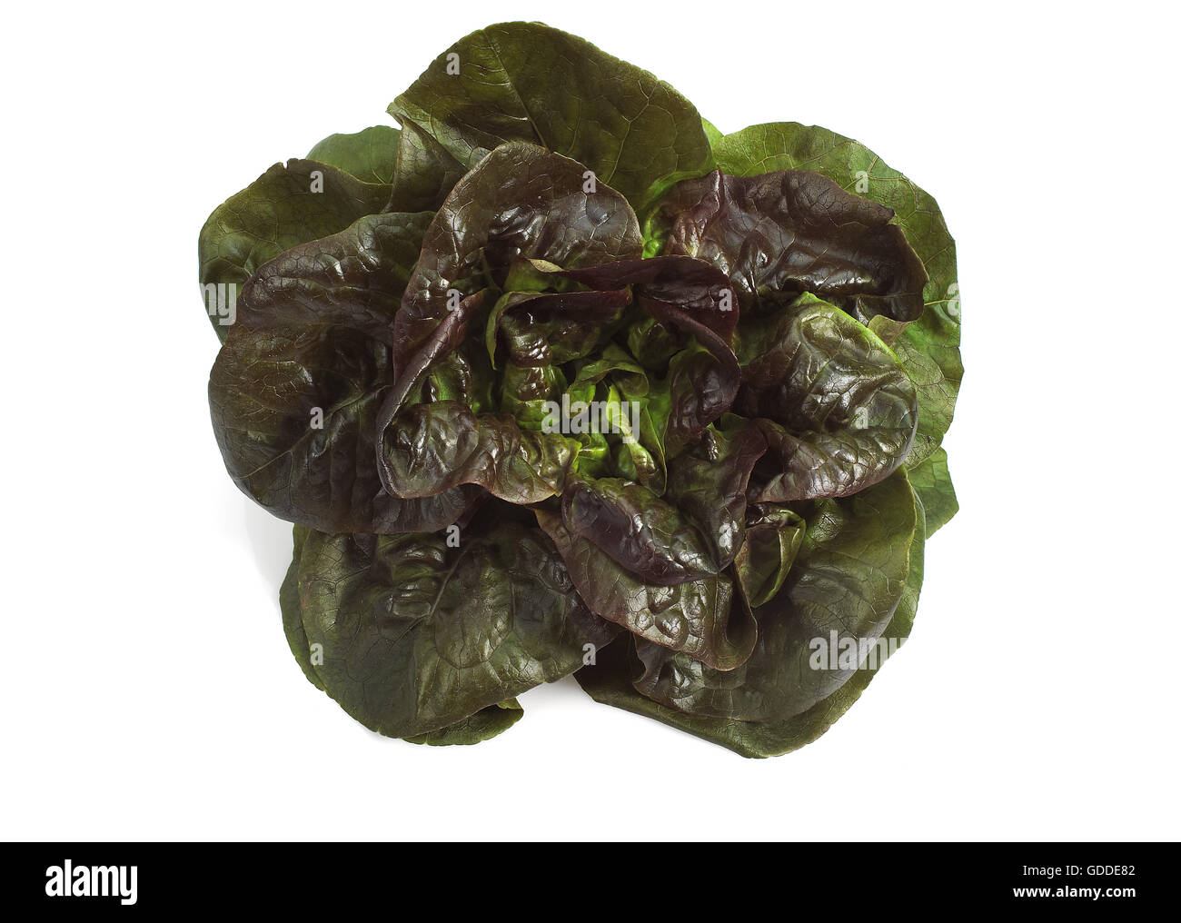 French Lettuce called Rougette, lactuca sativa, Salad against White Background Stock Photo