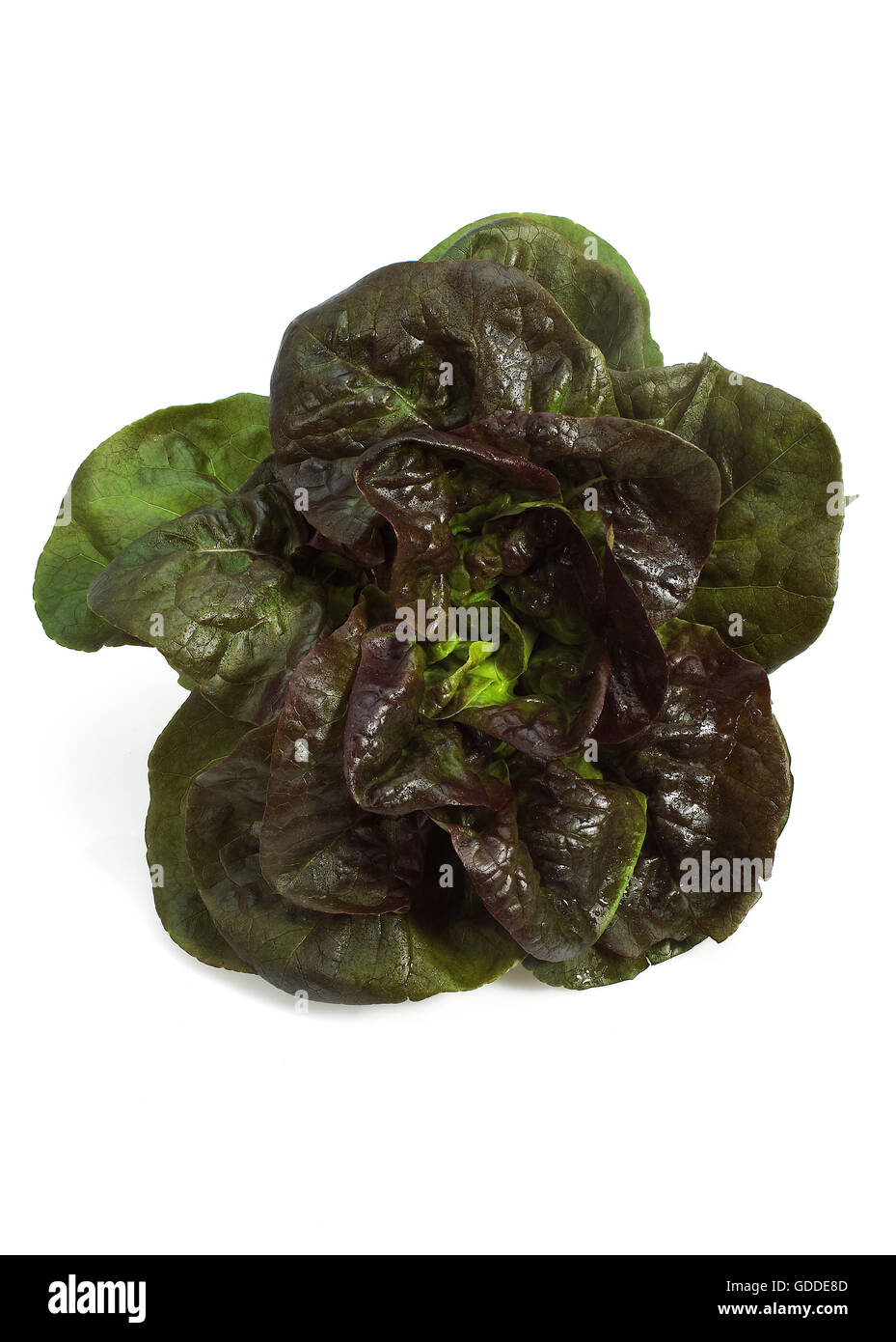 French Lettuce called Rougette, lactuca sativa, Salad against White Background Stock Photo