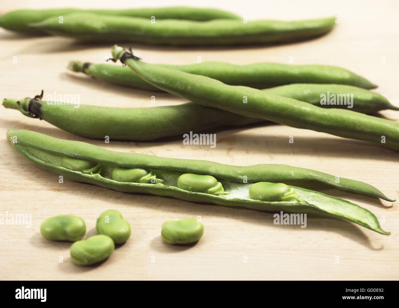 Fresh Broad Beans, vicia faba  against White Background Stock Photo