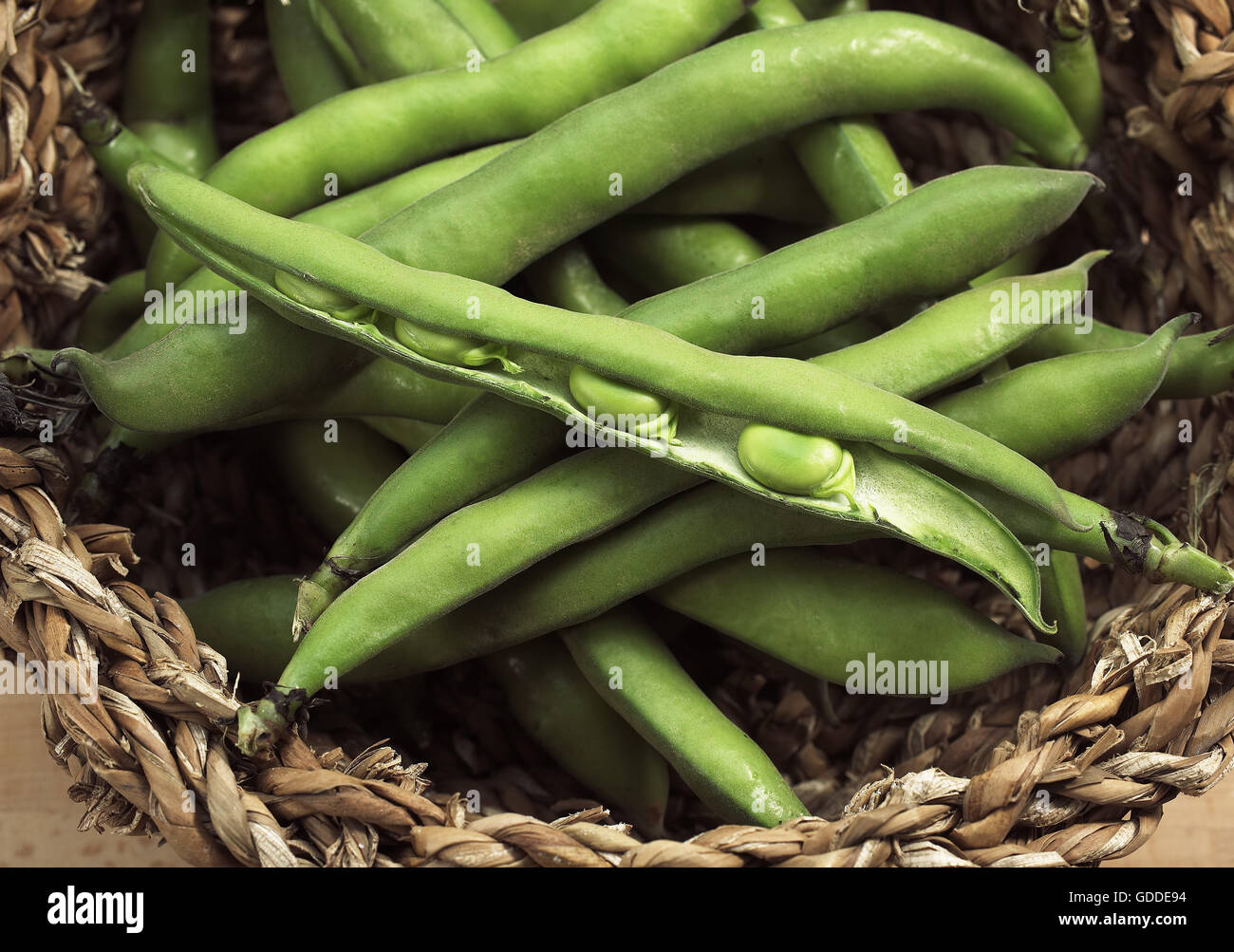 Fresh Broad Beans, vicia faba Stock Photo