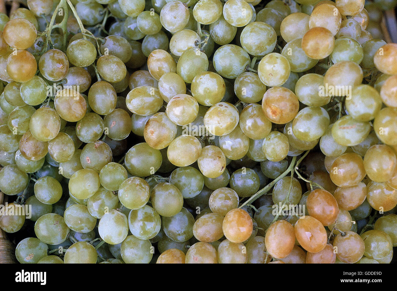 WHITE CHASSELAS GRAPES vitis vinifera Stock Photo