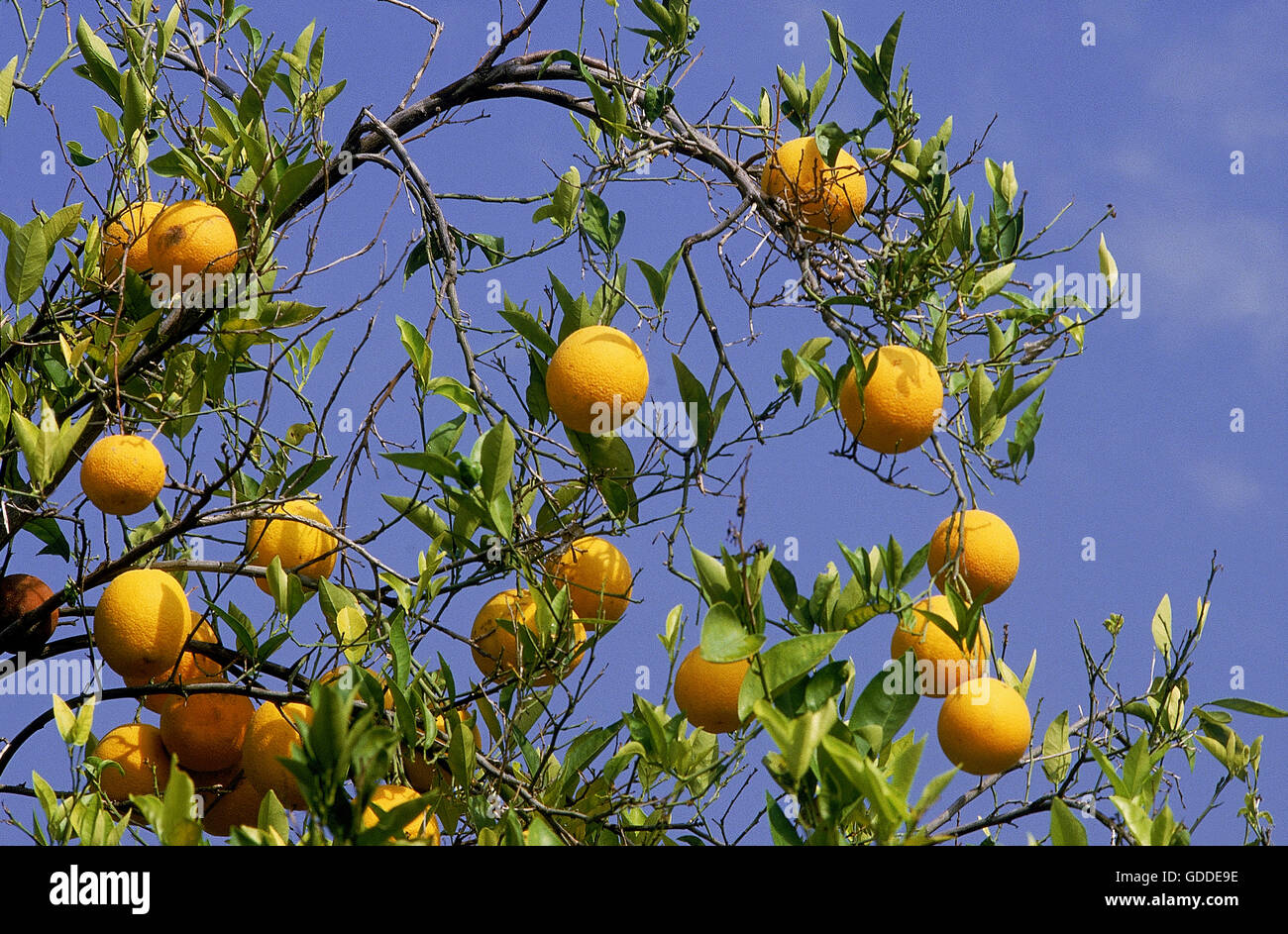 ORANGE TREE BRANCH citrus sinensis WITH ORANGES, ORCHARD IN CALIFORNIA Stock Photo