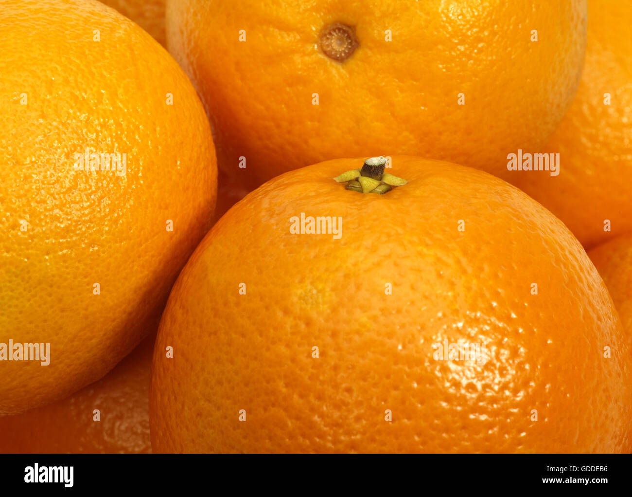 Orange, citrus sinensis Stock Photo