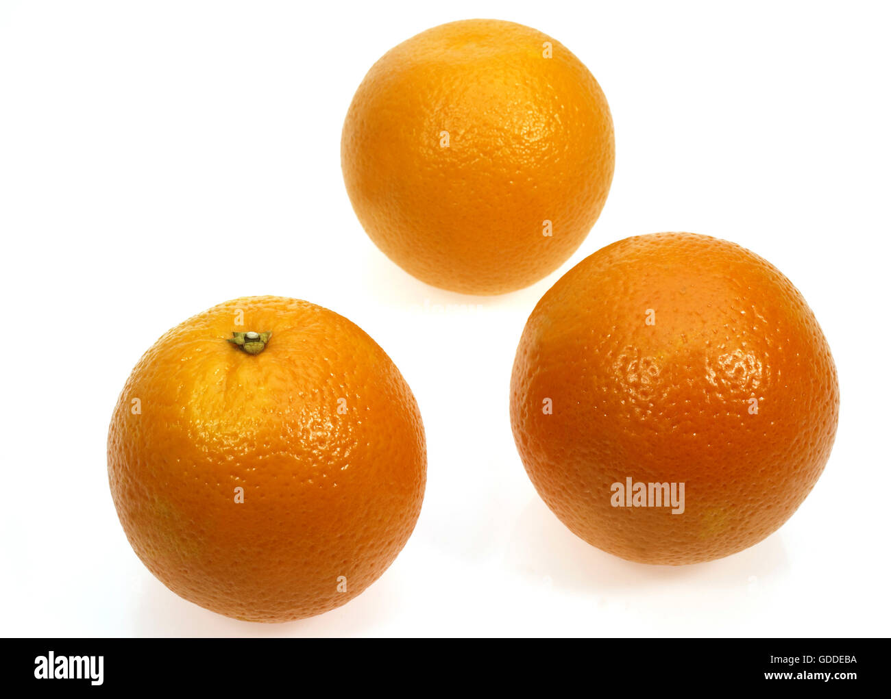 Orange, citrus sinensis, Fruits against White Background Stock Photo