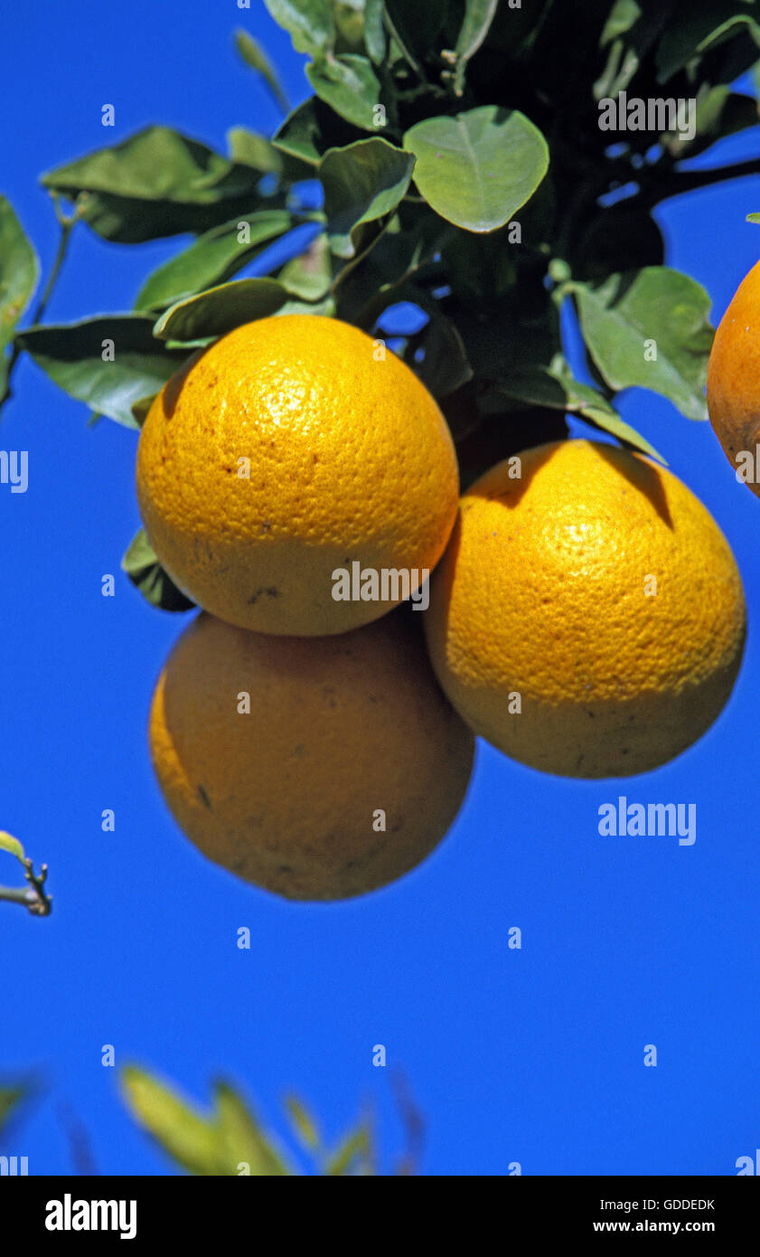 Oranges, citrus sinensis, against Blue Sky, Orange Tree in Australia Stock Photo