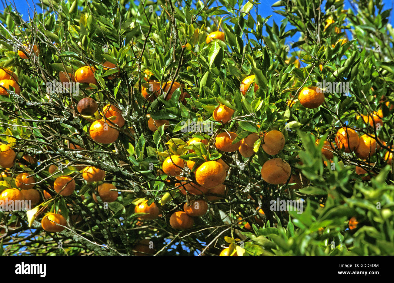 Orange Tree, citrus sinensis in Corsica Stock Photo