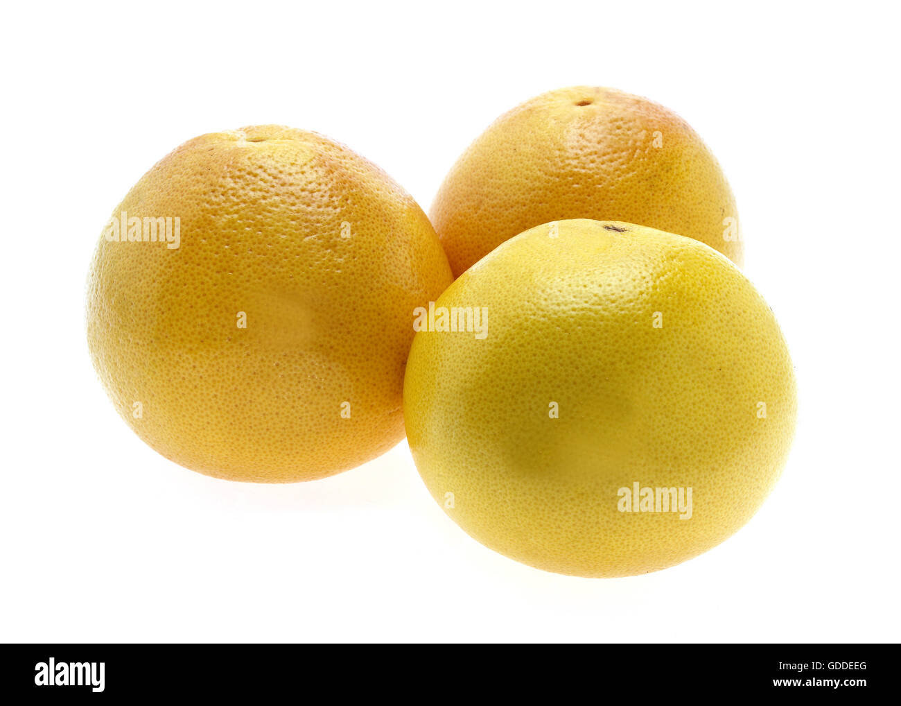Grapefruit, citrus grandis against White Background Stock Photo Alamy
