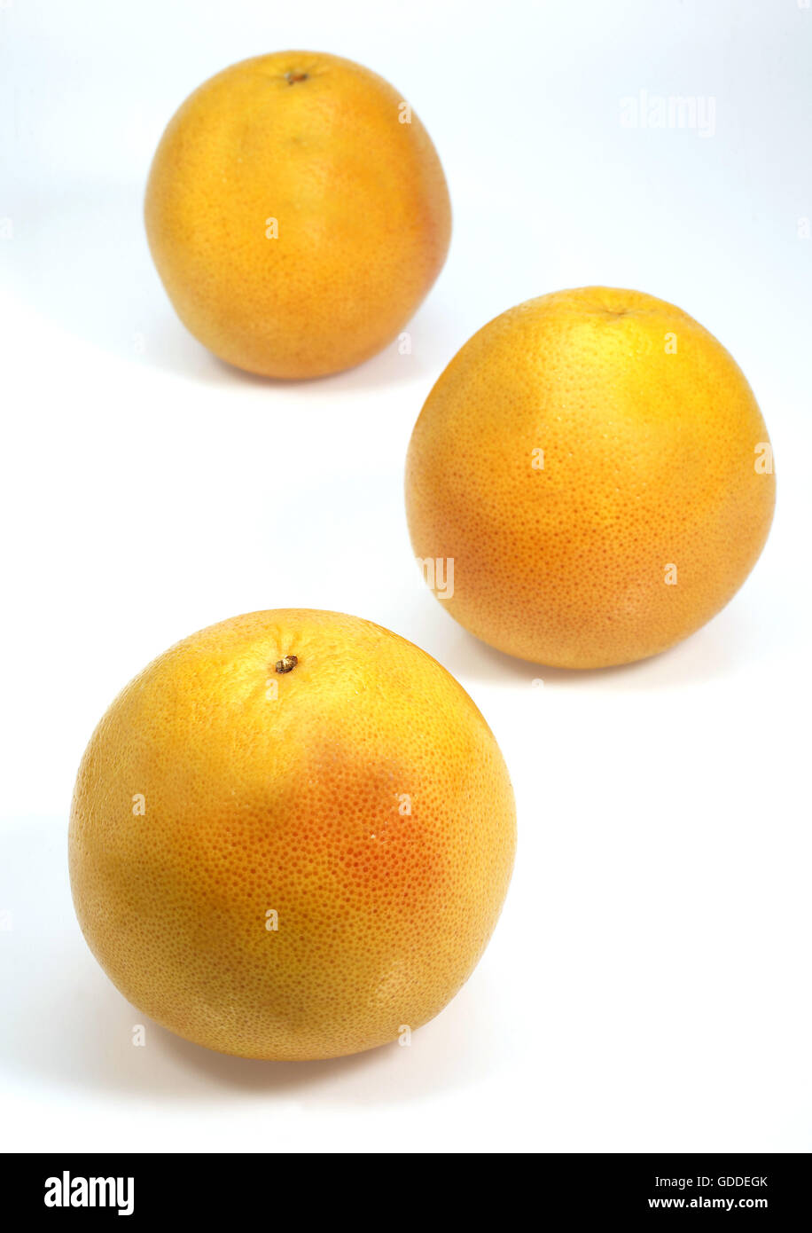 Pomelo, citrus paradisi, Fruits against White Background Stock Photo