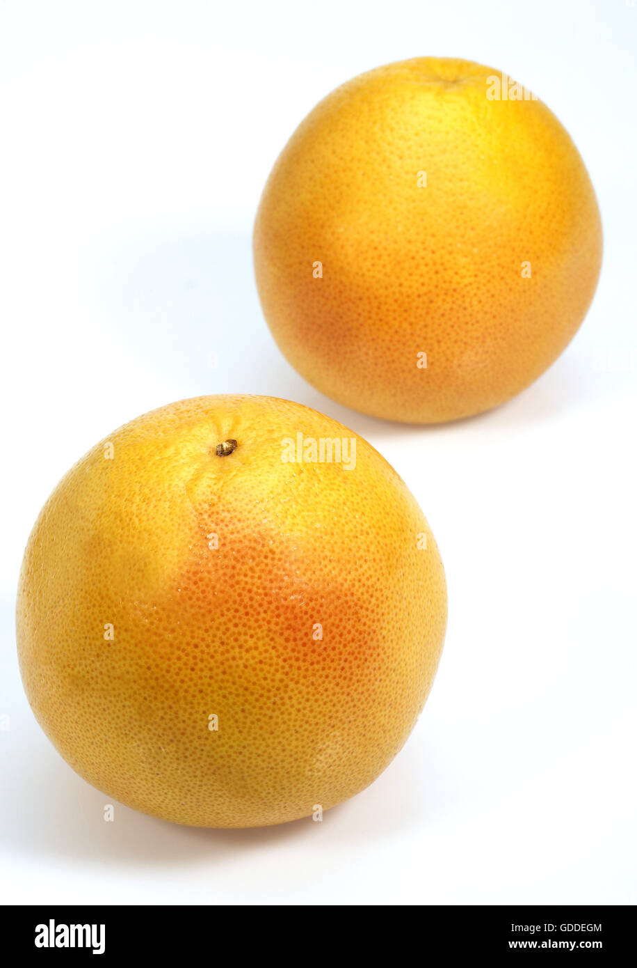 POMELO, citrus paradisi, Fruits against White Background Stock Photo