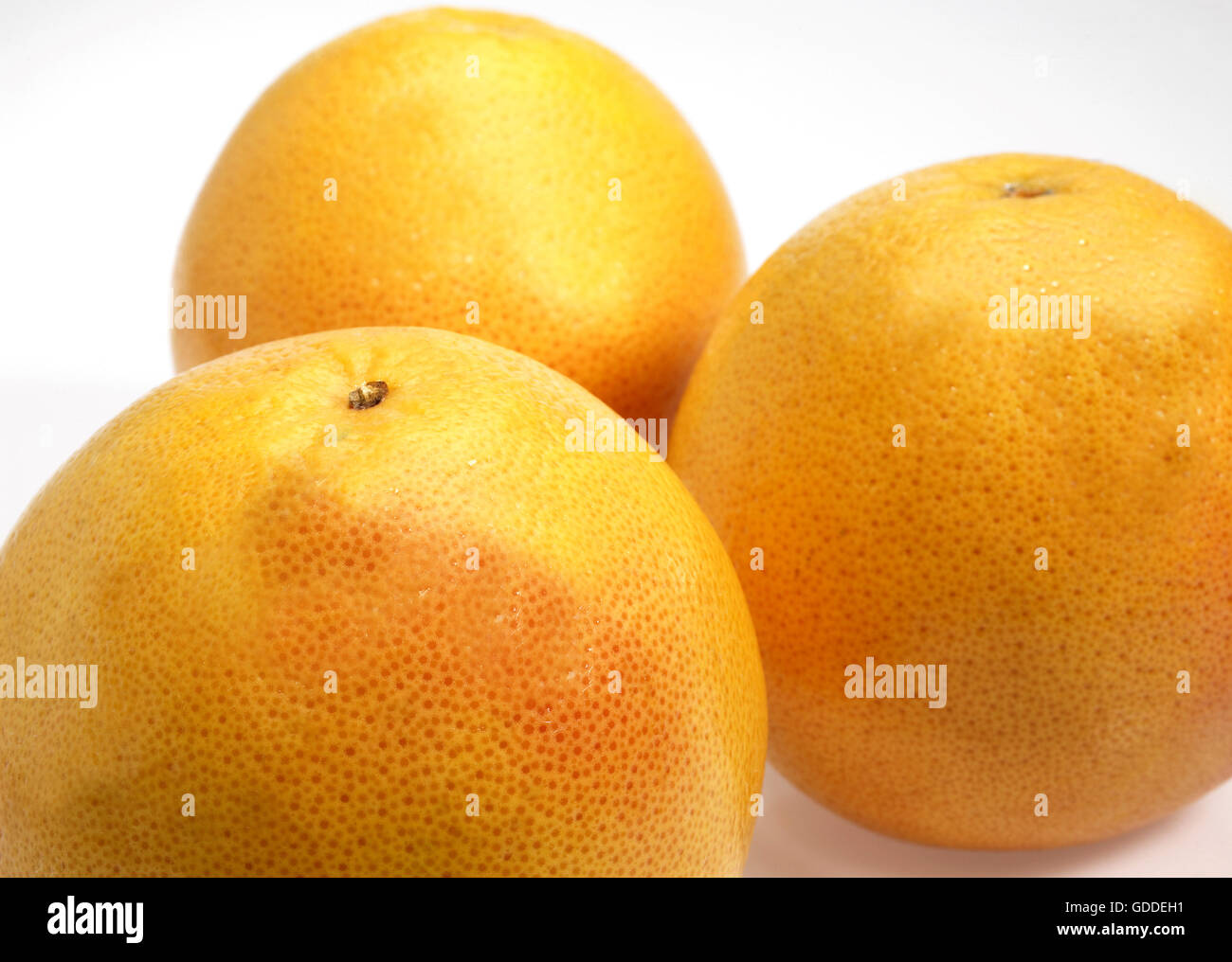 POMELO, citrus paradisi, Fruits against White Background Stock Photo