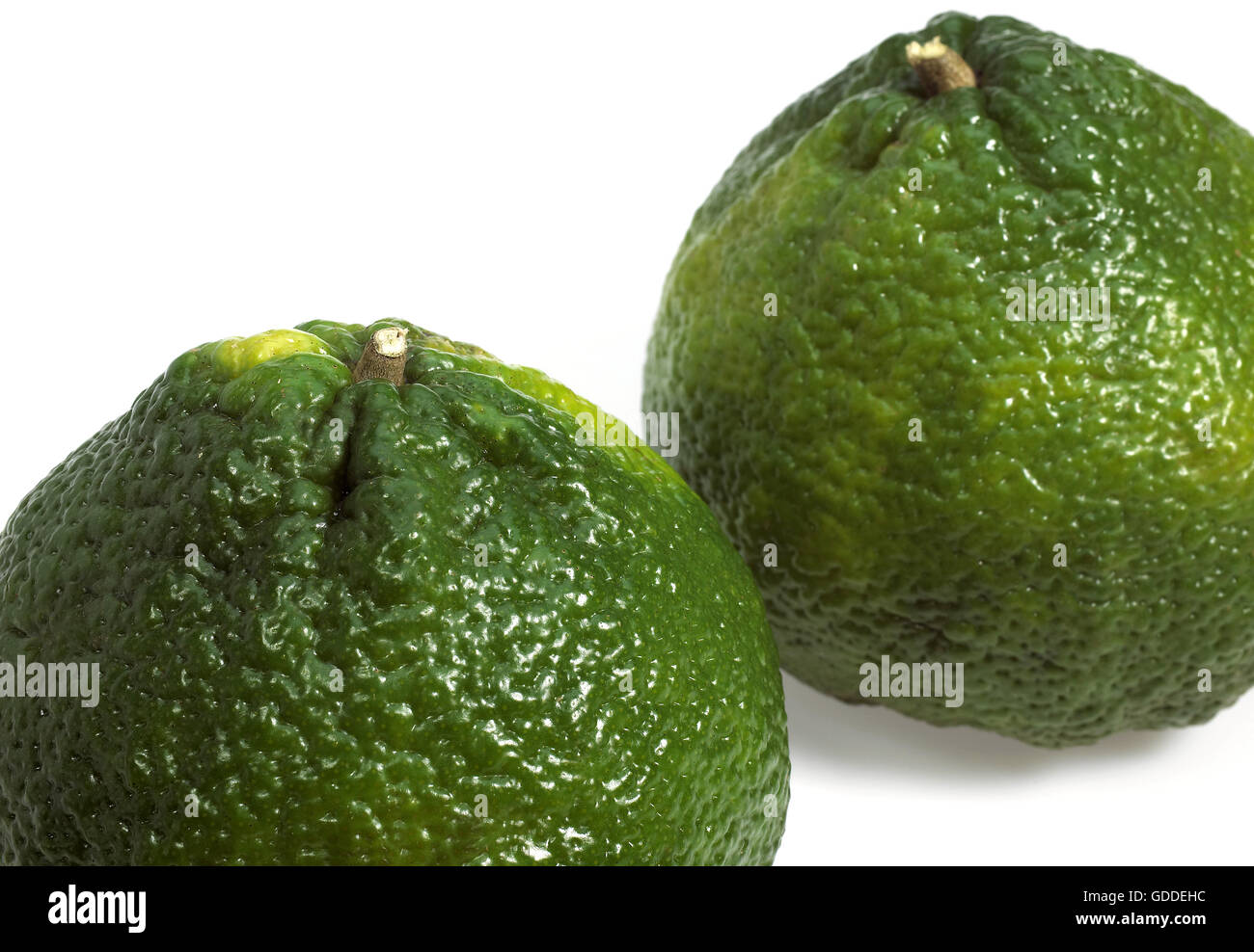 Ugly Grapefruit, citrus xtangelo, Fruits against White Background Stock