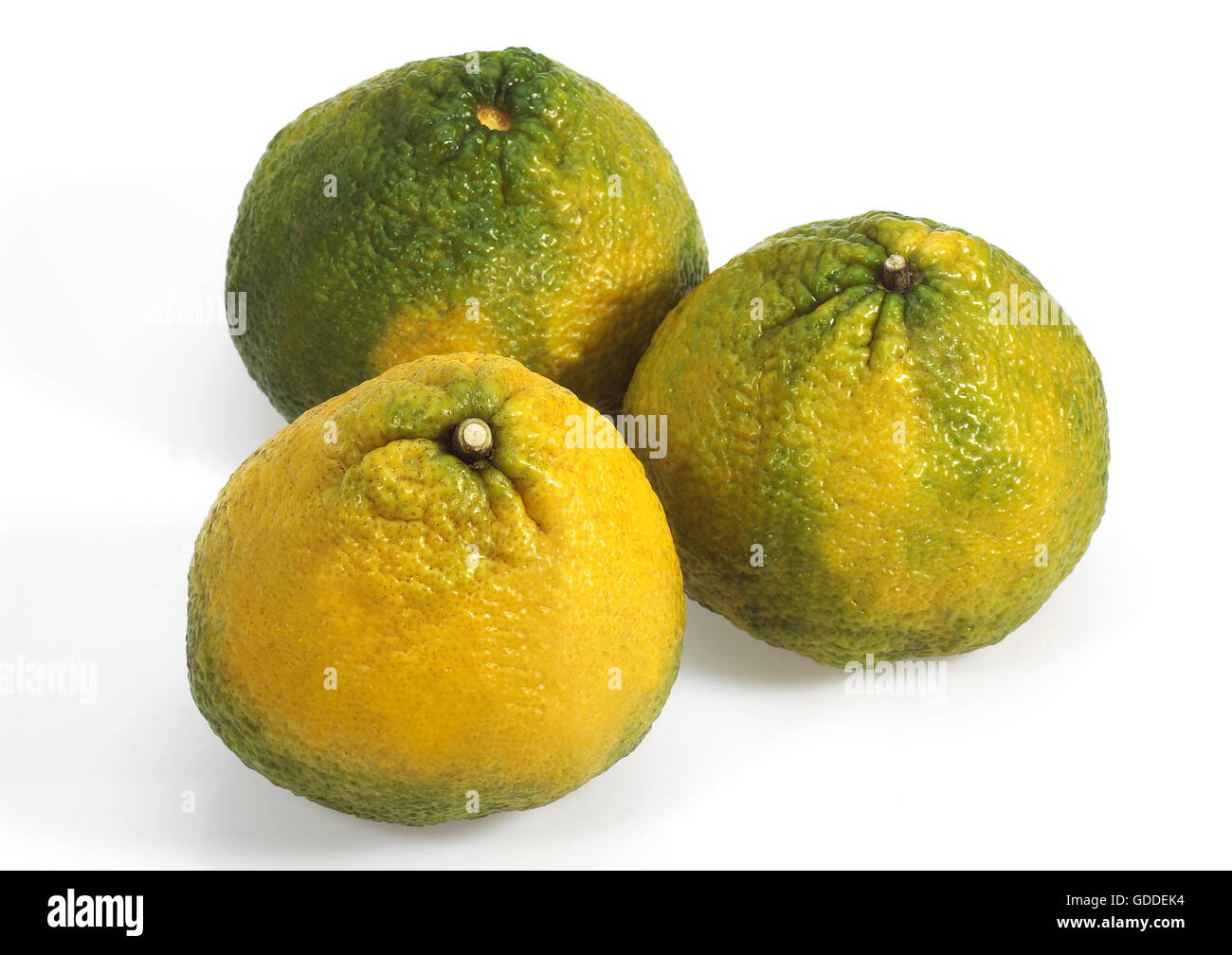 Ugly Grapefruit, citrus xtangelo, Fruits against White Background Stock