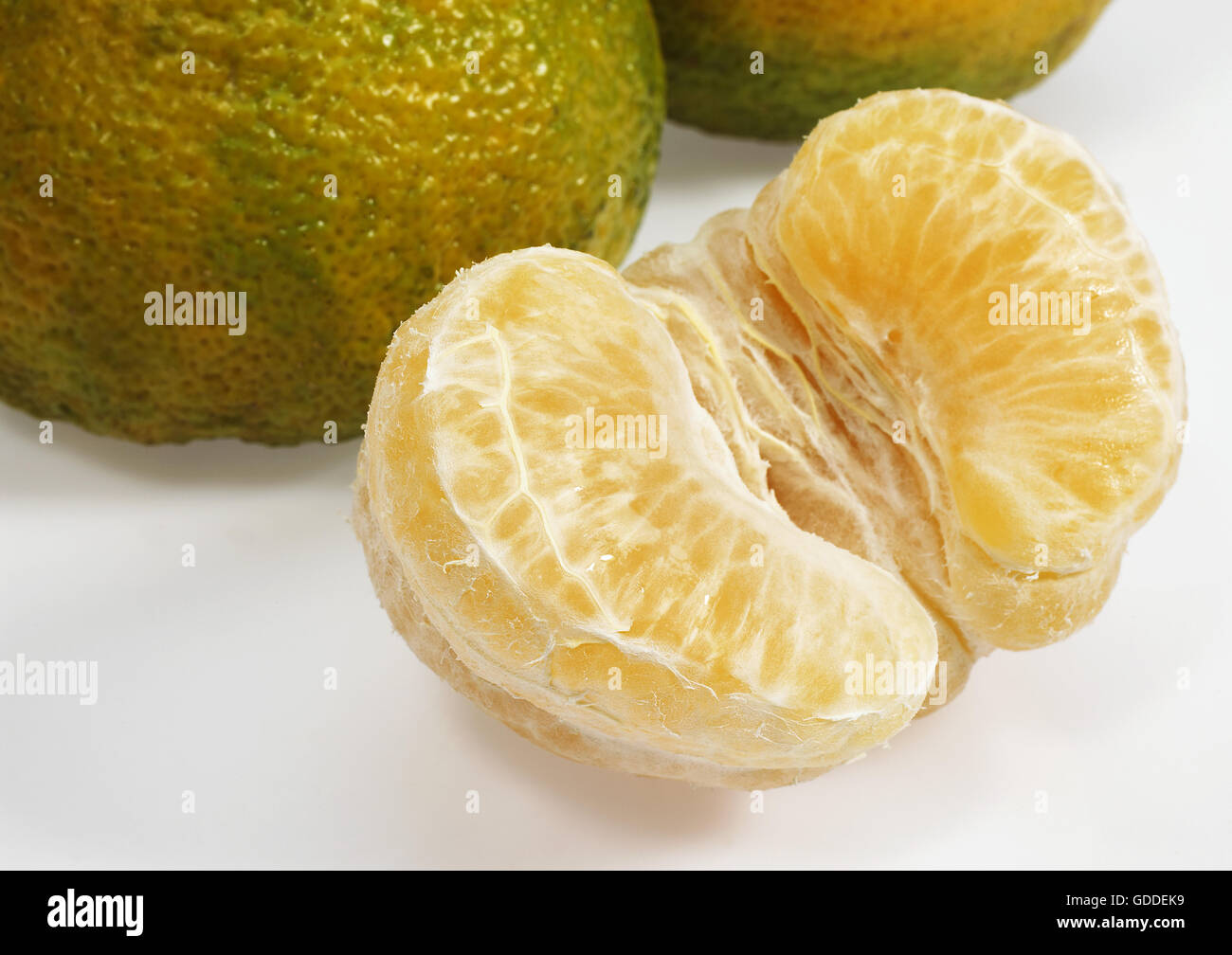 Ugly Grapefruit, citrus xtangelo, Fruits against White Background Stock
