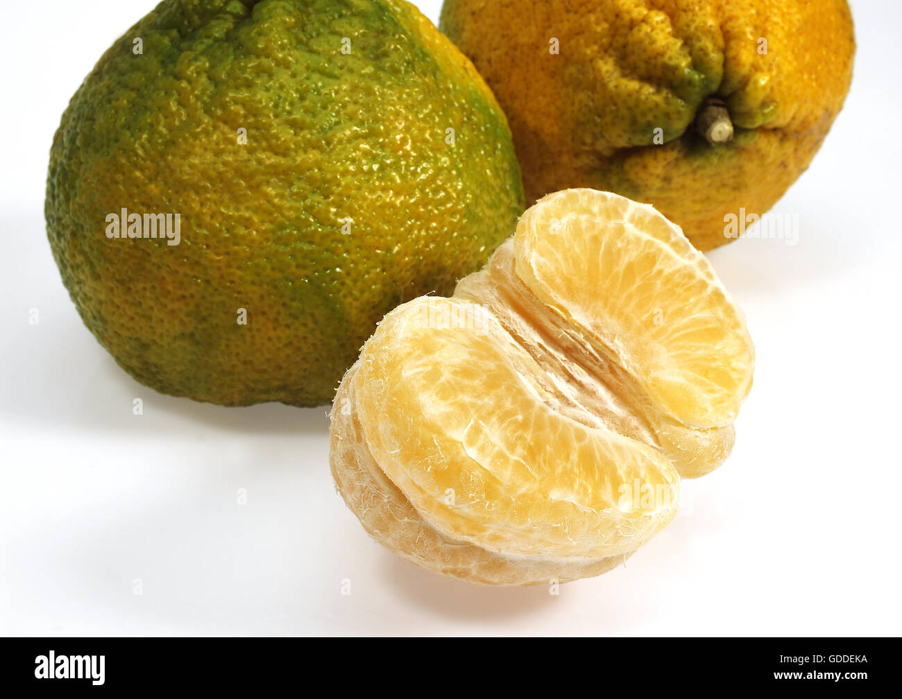 Ugly Grapefruit, citrus xtangelo, Fruits against White Background Stock