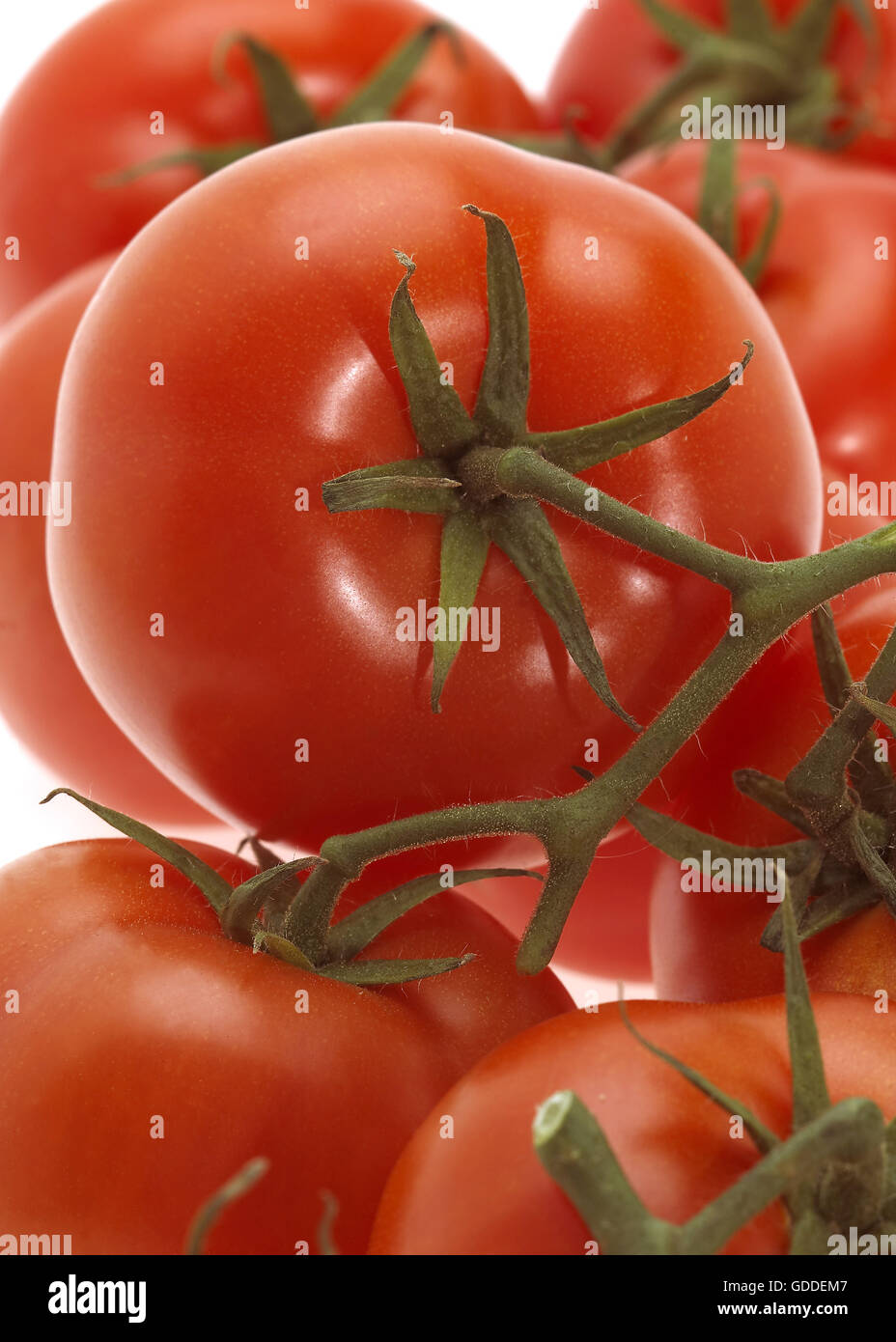 RED TOMATO CLUSTER Stock Photo