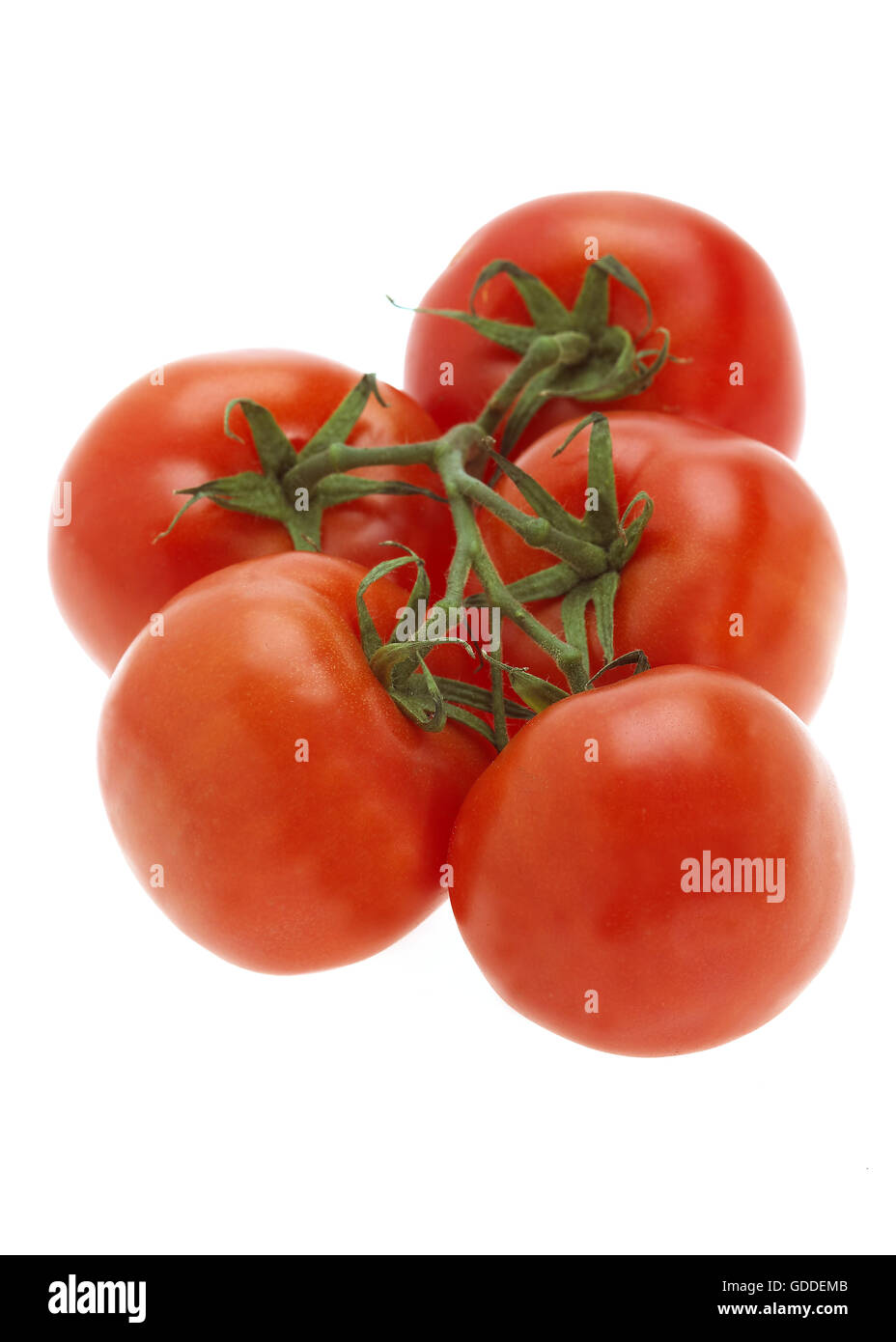 RED TOMATO CLUSTER AGAINST WHITE BACKGROUND Stock Photo