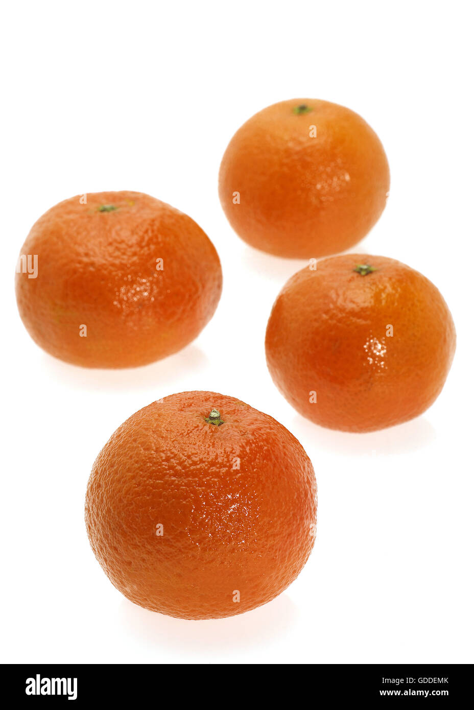 CLEMENTINE FRUIT citrus reticulata AGAINST WHITE BACKGROUND Stock Photo Alamy