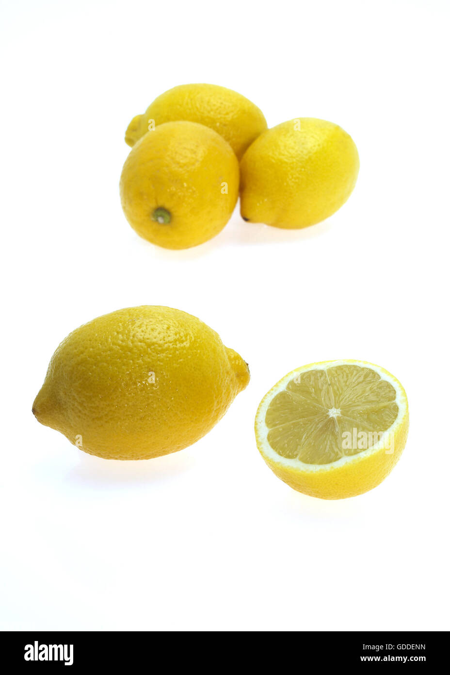 Yellow Lemons, citrus limonum against White Background Stock Photo Alamy