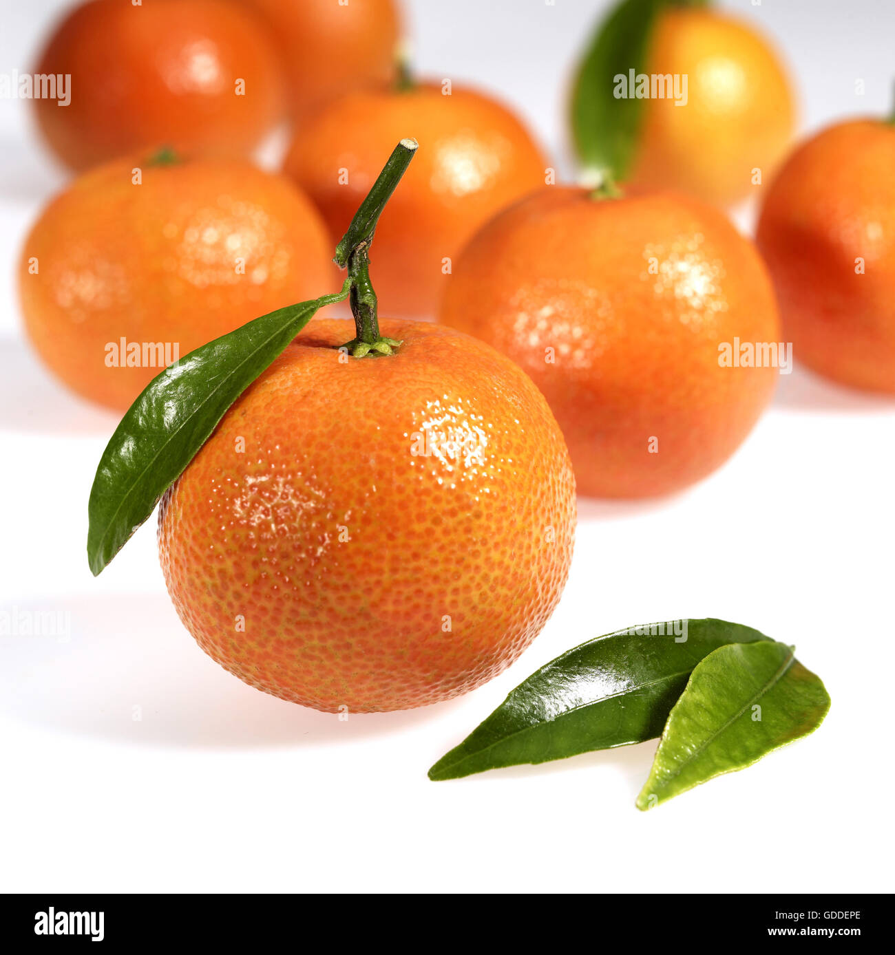 Clementine Fruits, citrus reticulata against White Background Stock Photo
