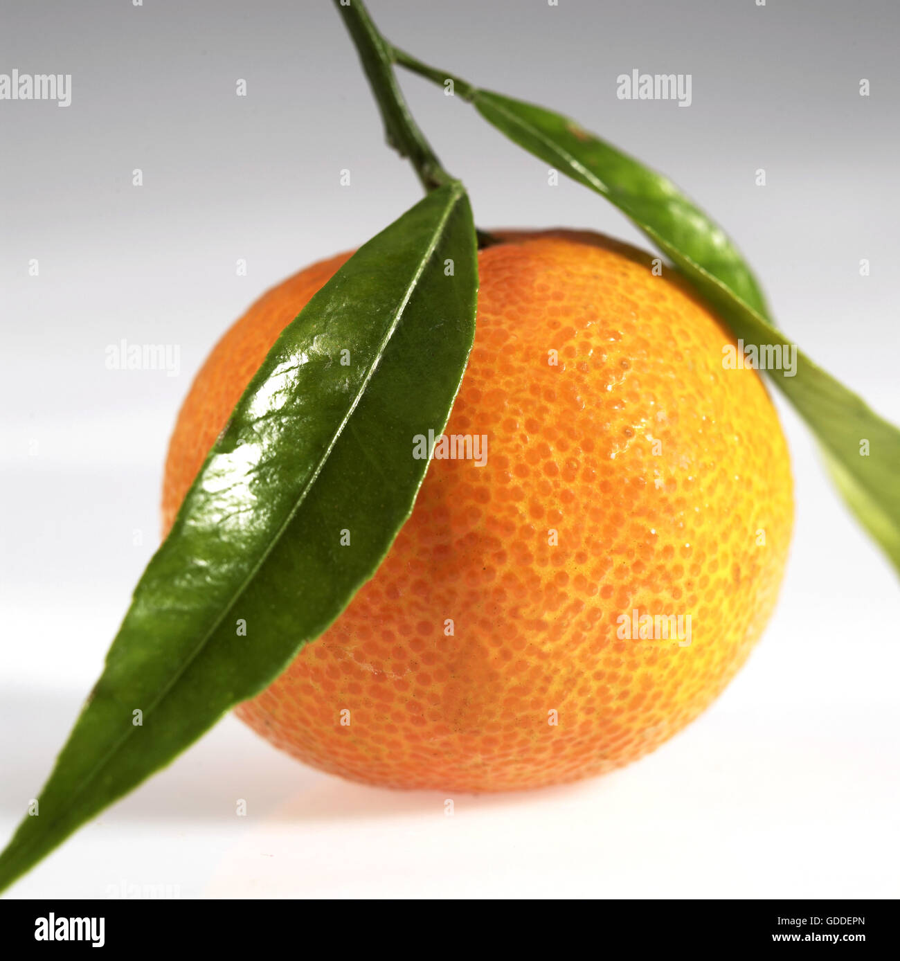 Clementine, citrus reticulata, Fruit against White Background Stock Photo Alamy