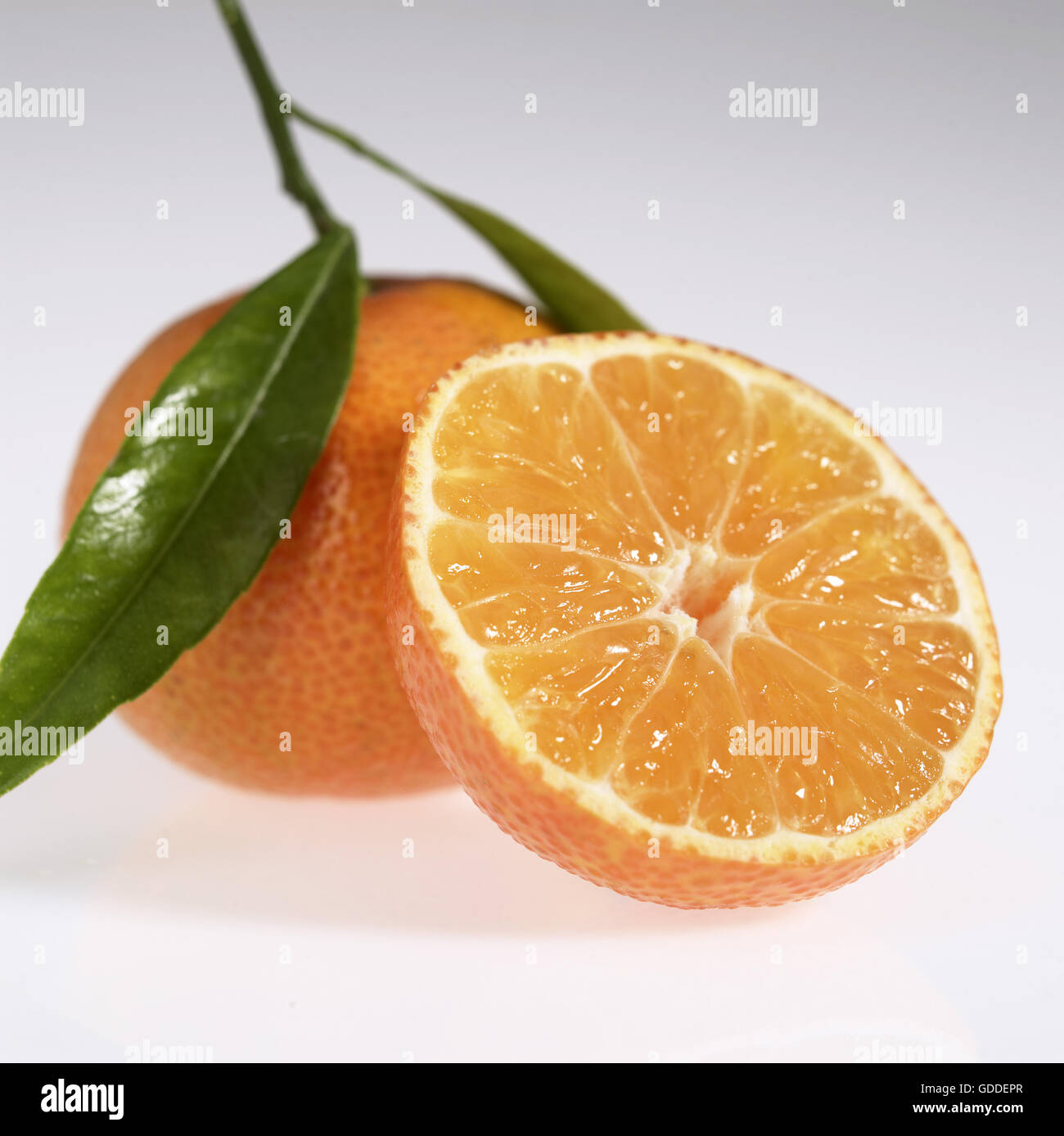 Clementine, citrus reticulata, Fruit against White Background Stock Photo Alamy