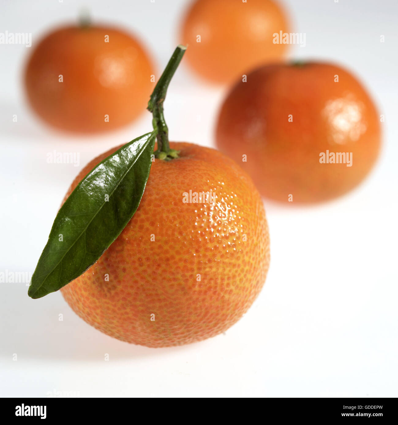 Clementine, citrus reticulata, Fruit against White Background Stock Photo