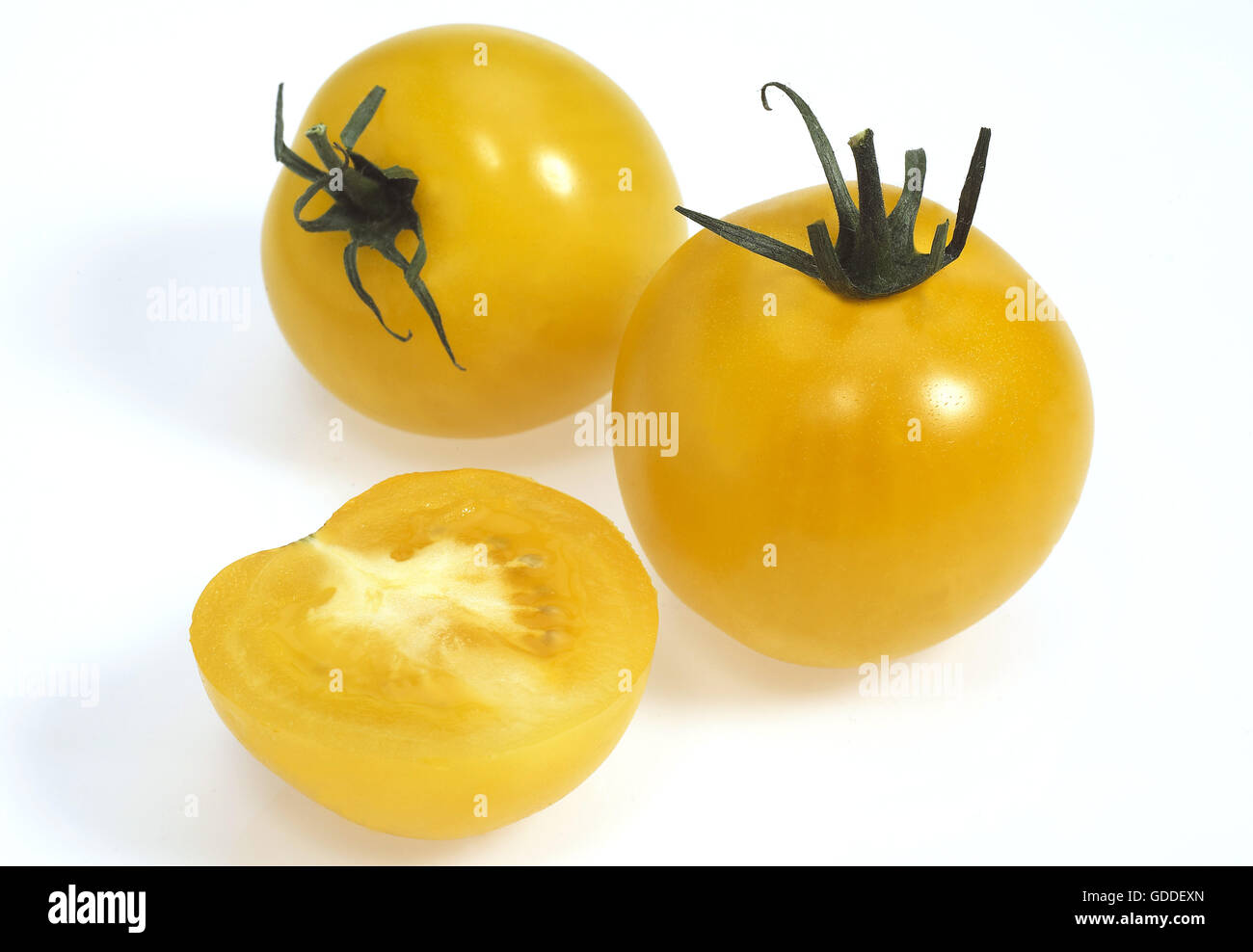 Yellow Tomatoes, solanum lycopersicum, Vegetable against White Background Stock Photo
