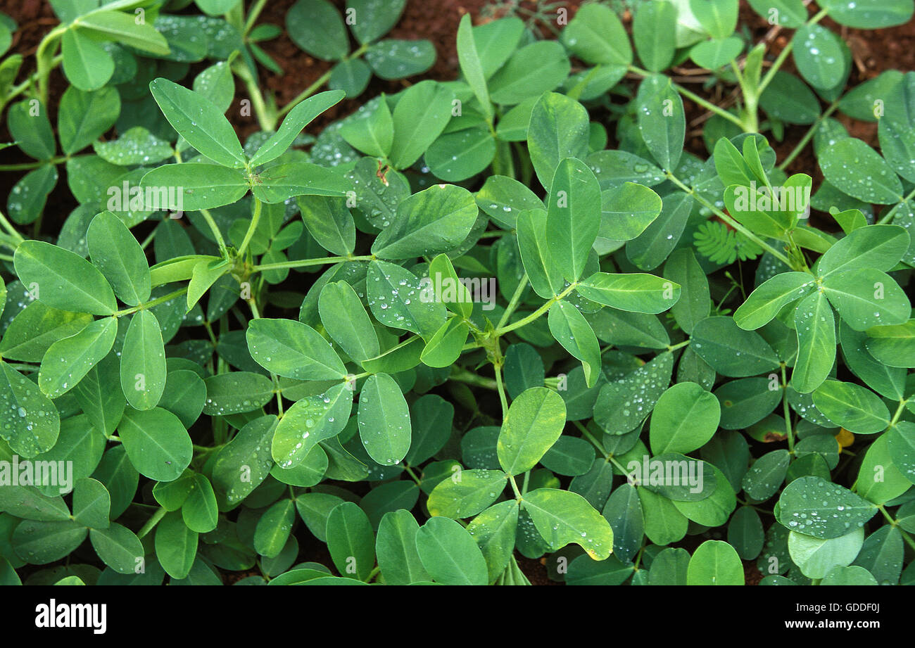 Groundnut, arachis hypogaea, Plant producing Peanuts Stock Photo