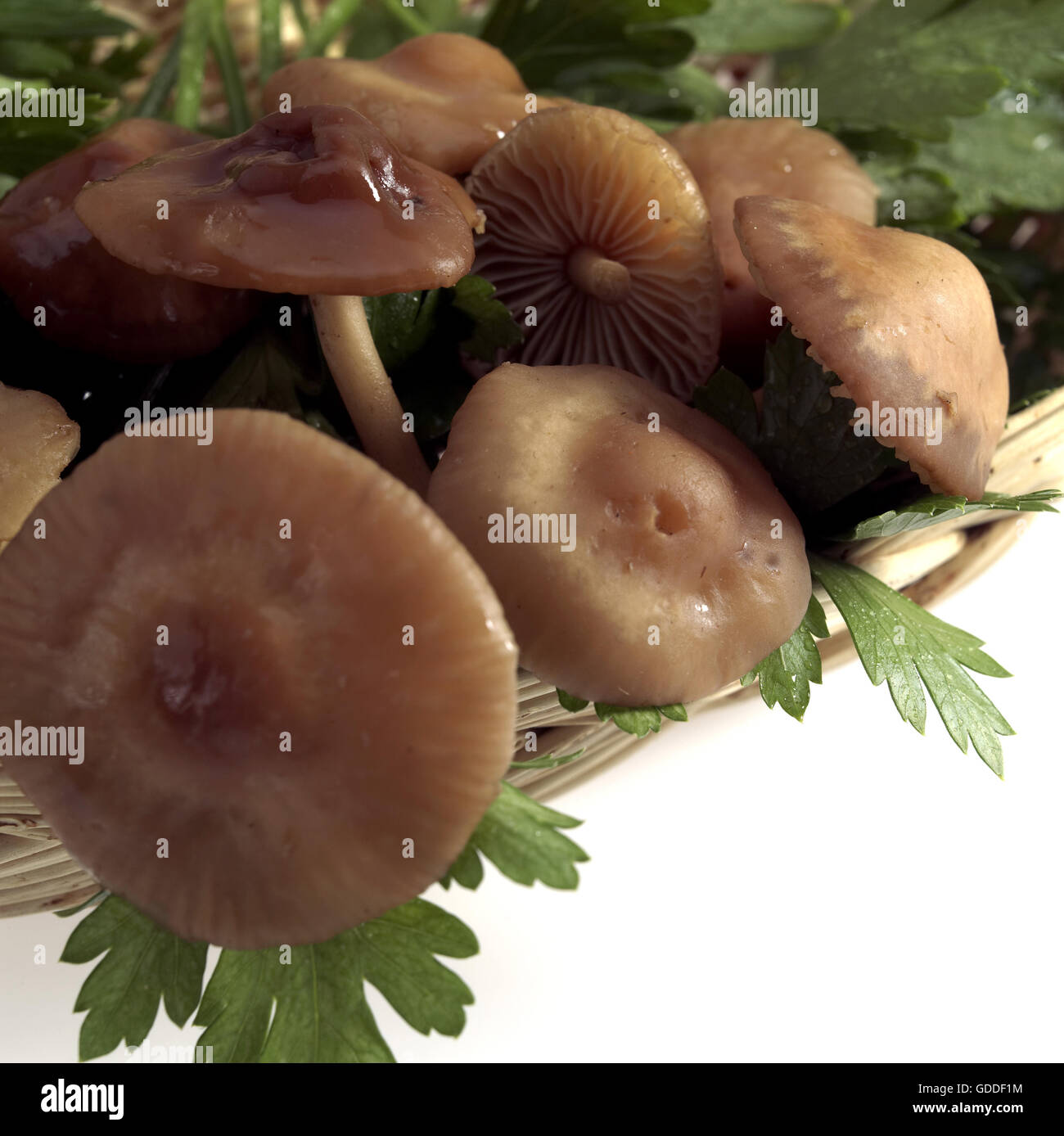 Fairy Ring Mushroom,  marasmius oreades, Edible Mushrooms  with Parsley Stock Photo