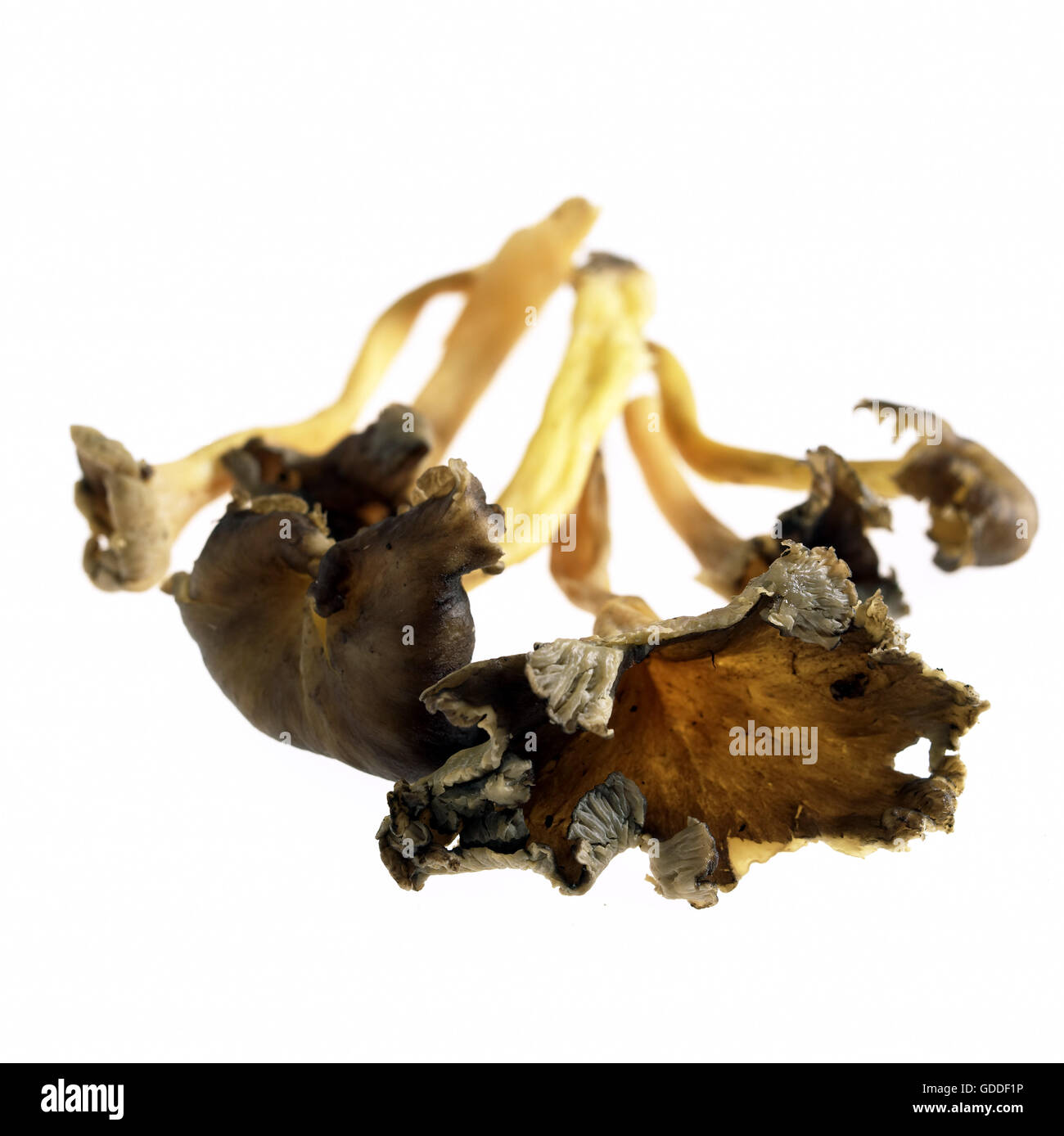 Trumpet Chanterelle Fungi or Autumn Chanterelle, cantharellus tubiformis Stock Photo