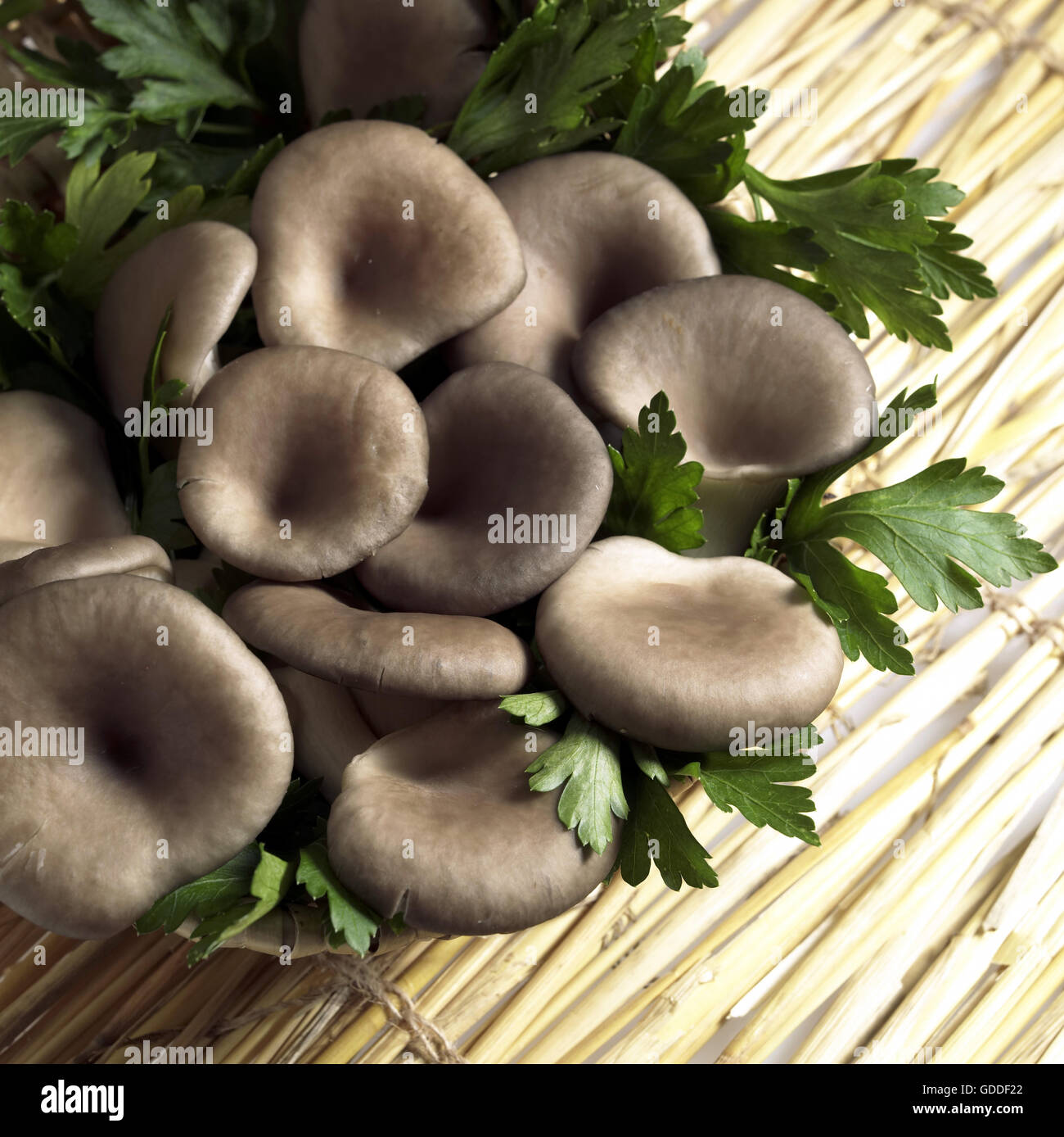 Oyster Mushrooms, pleurotus sp, Edible Fungus Stock Photo