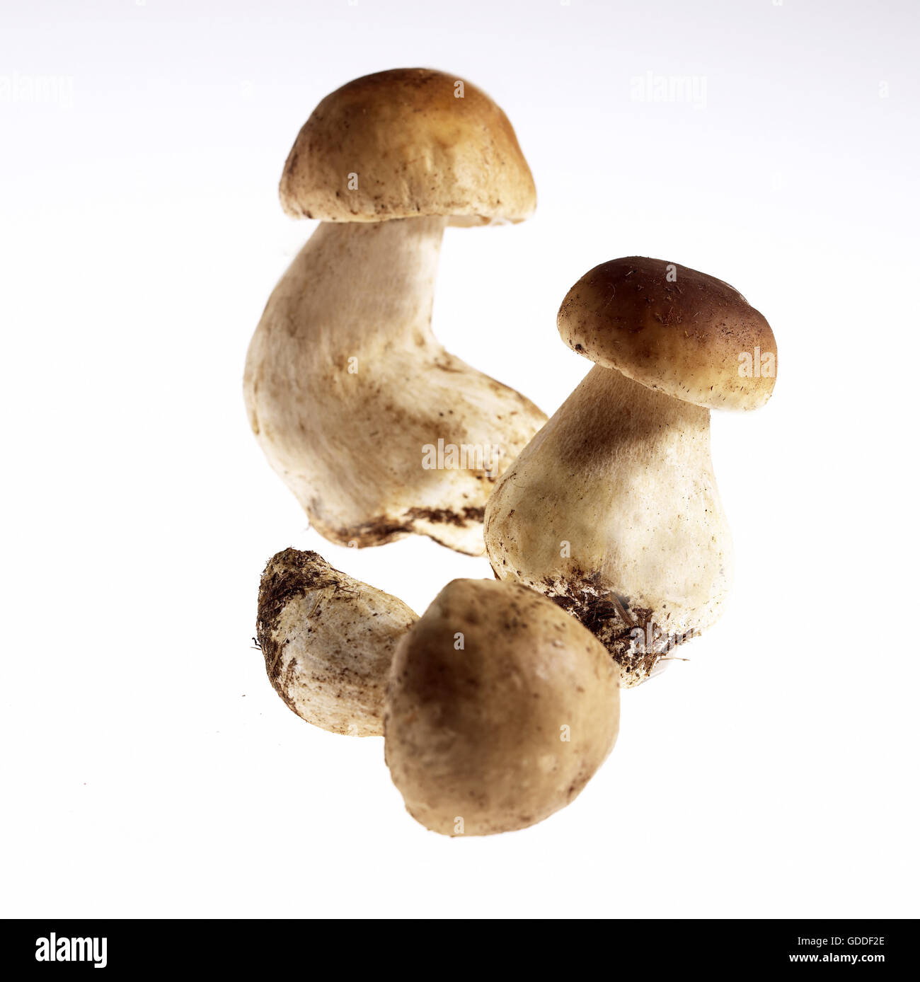 Cep or Penny Bun or King Bolete, boletus edulis, Mushrooms against White Background Stock Photo