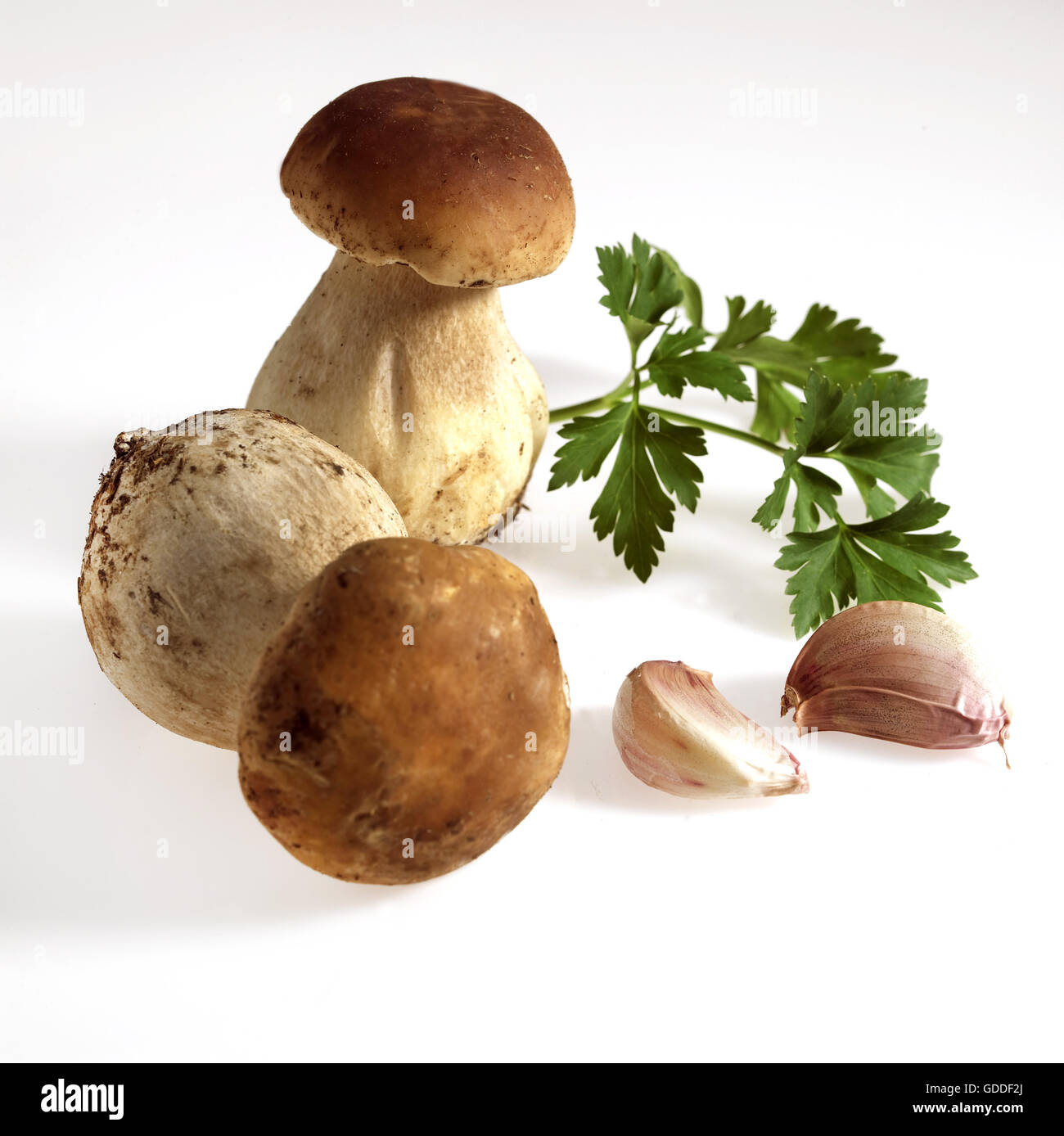 Cep or Penny Bun or King Bolete, boletus edulis, Mushrooms, Garlic and Parsley against White Background Stock Photo