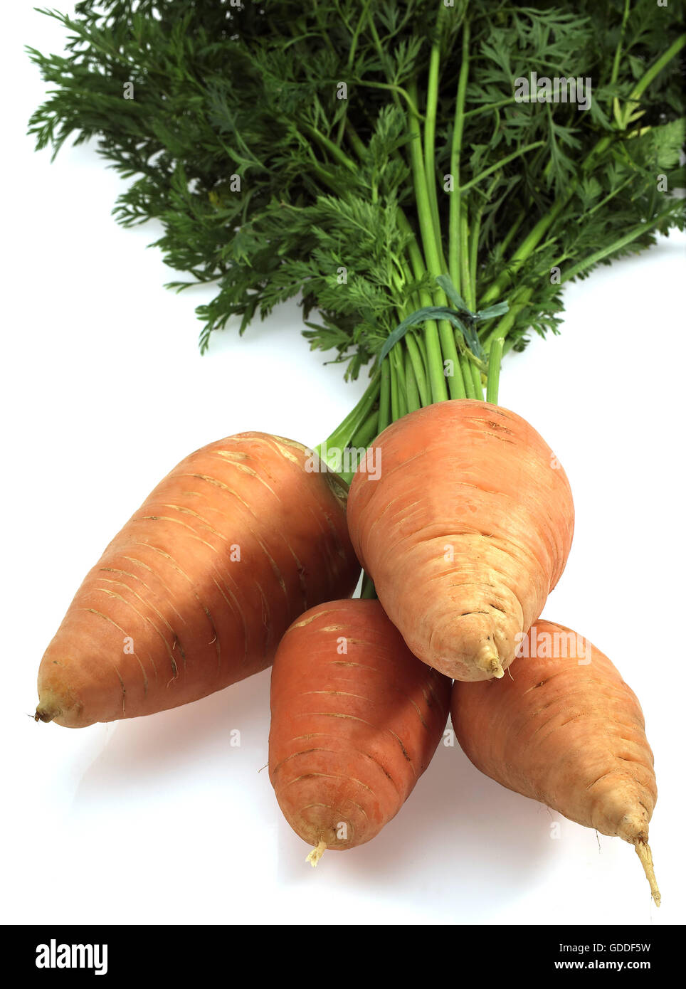 Carrots, daucus carota, Vegetables against White Background Stock Photo