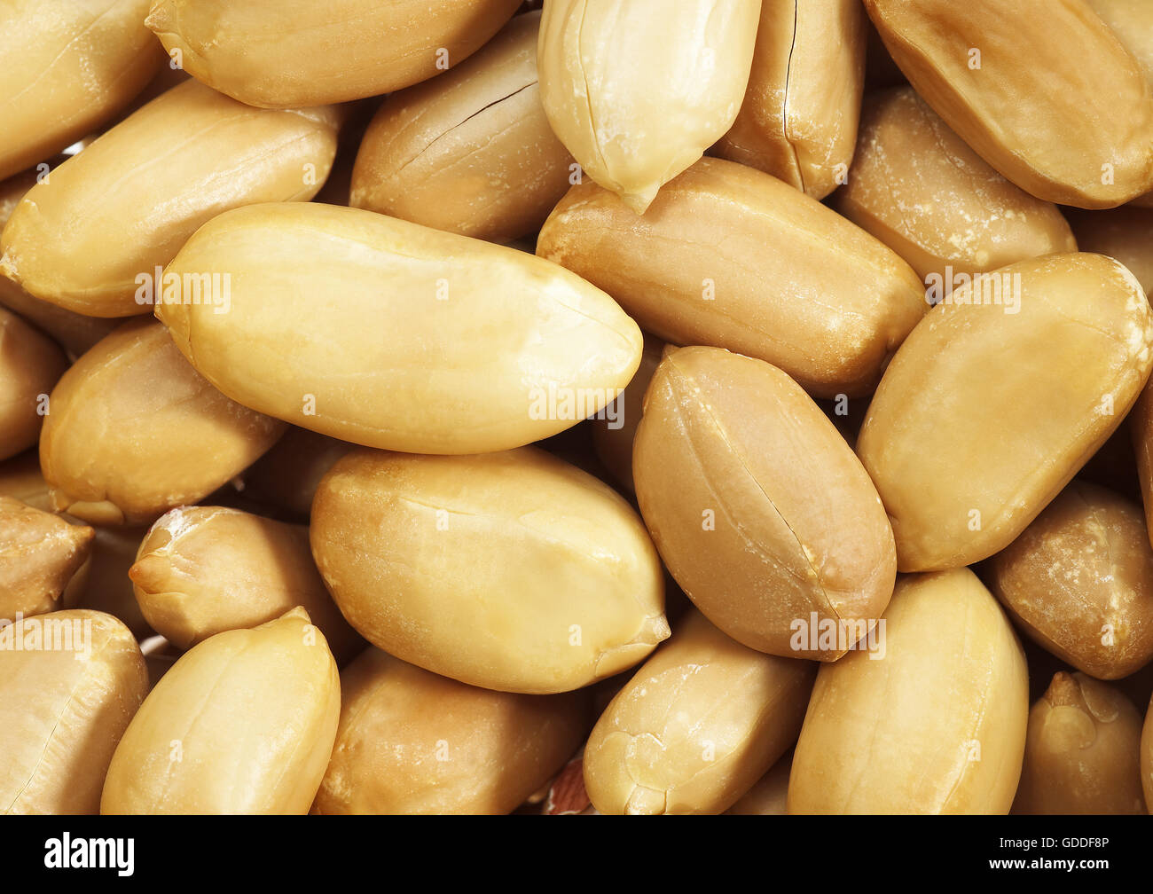 Peanuts, arachis hypogaea Stock Photo