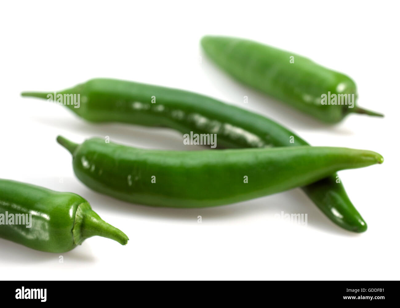Green Chili Pepper, capsicum annuum Stock Photo